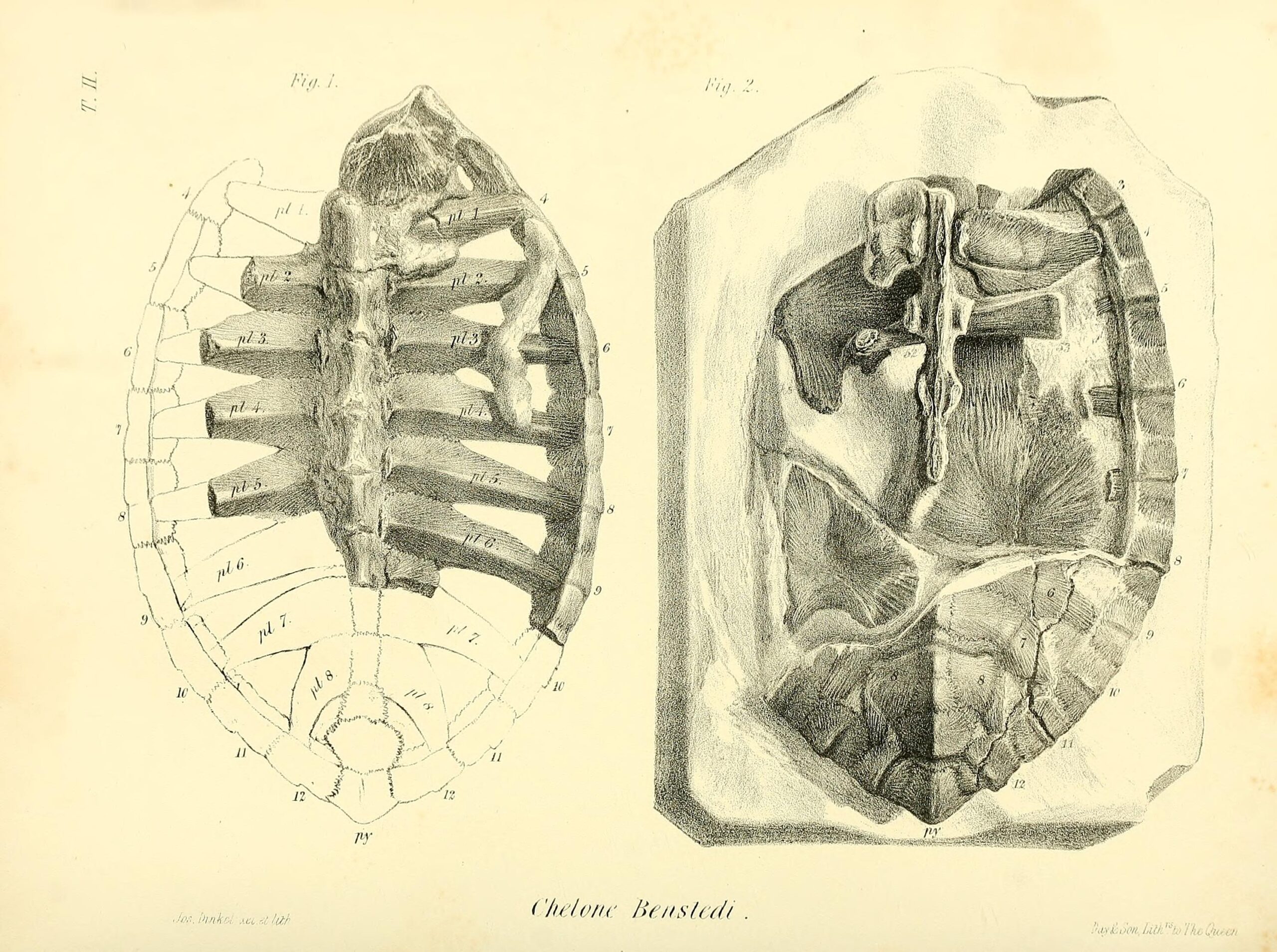Scientific Techniques Reveal Ancient Secrets (image credits: wikimedia)