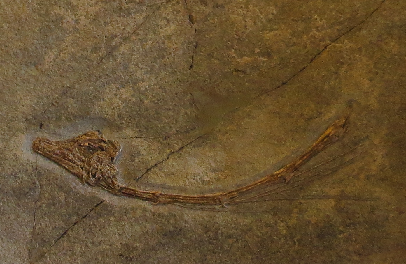 Legacy in Popular Culture and Science (image credits: wikimedia)