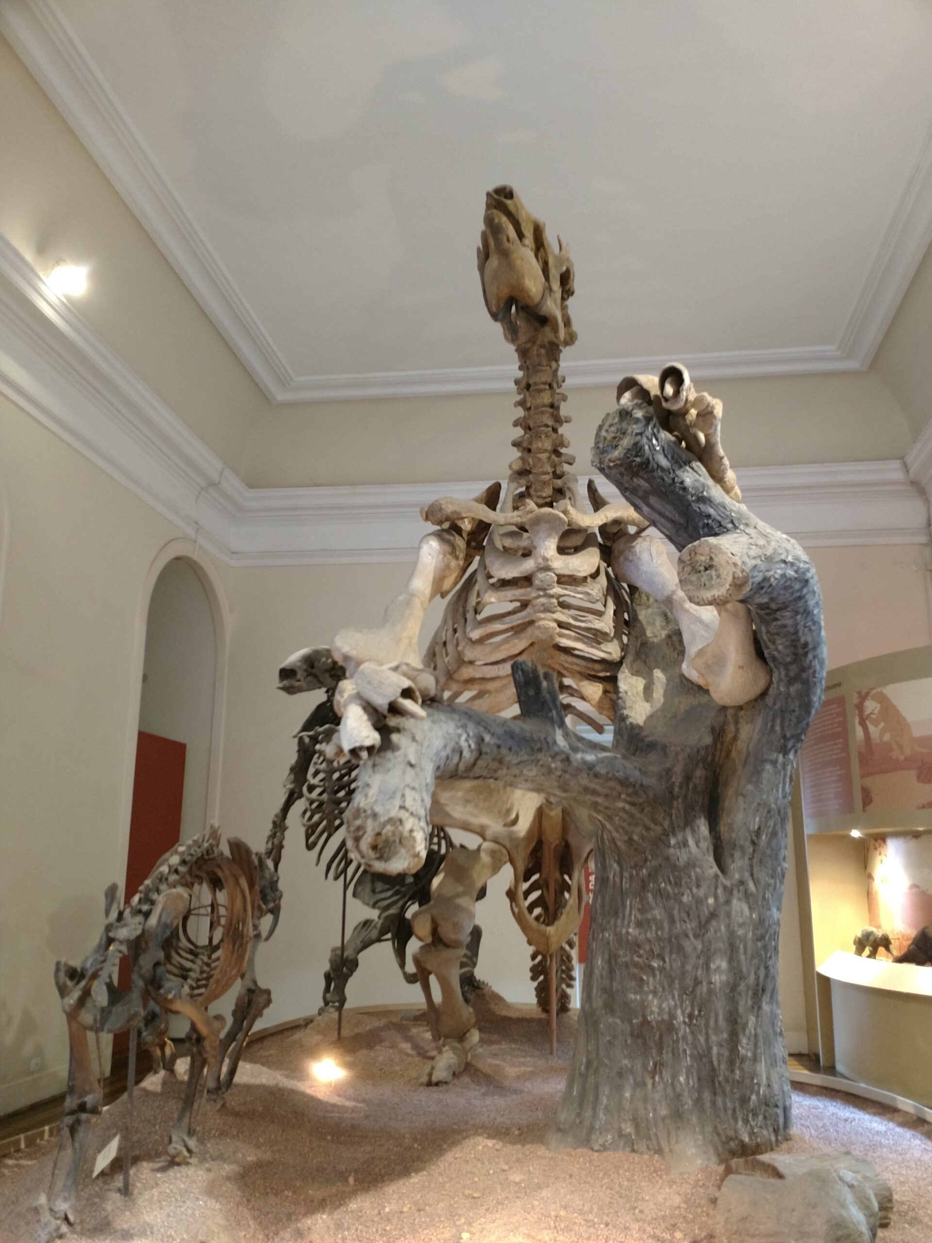 Human Arrival: A Deadly Coincidence? (image credits: wikimedia)