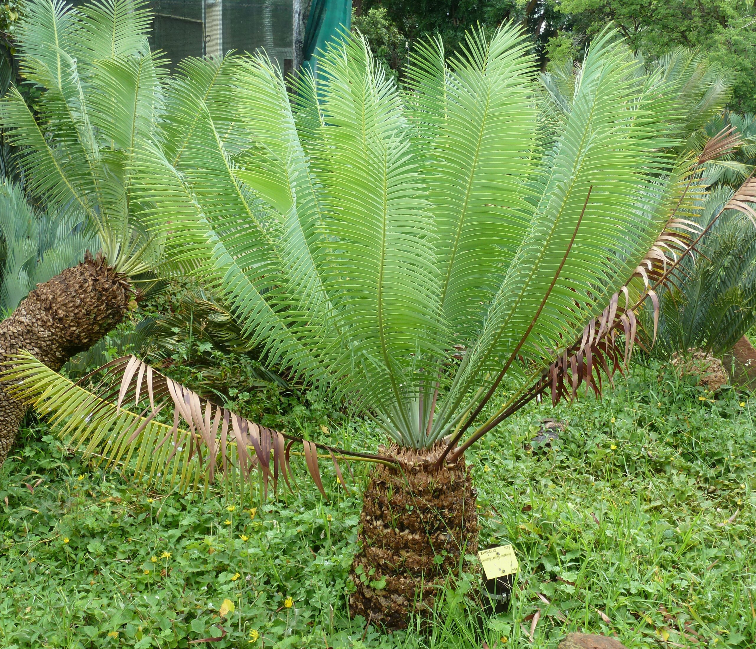 Cycads: The Dinosaur Salad Bar (image credits: wikimedia)