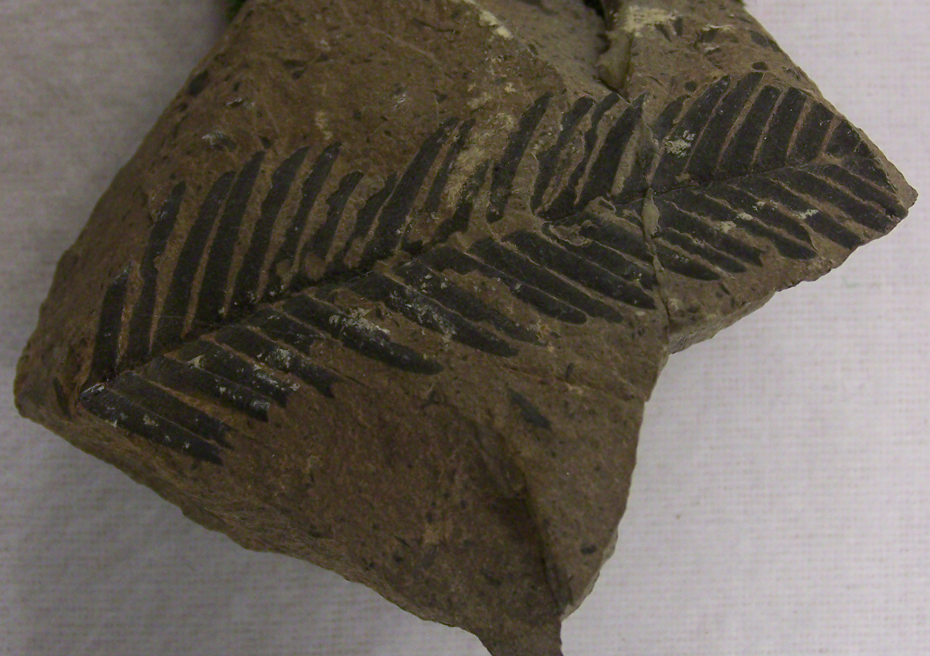 Bennettitales: The Flower Power of the Jurassic (image credits: wikimedia)