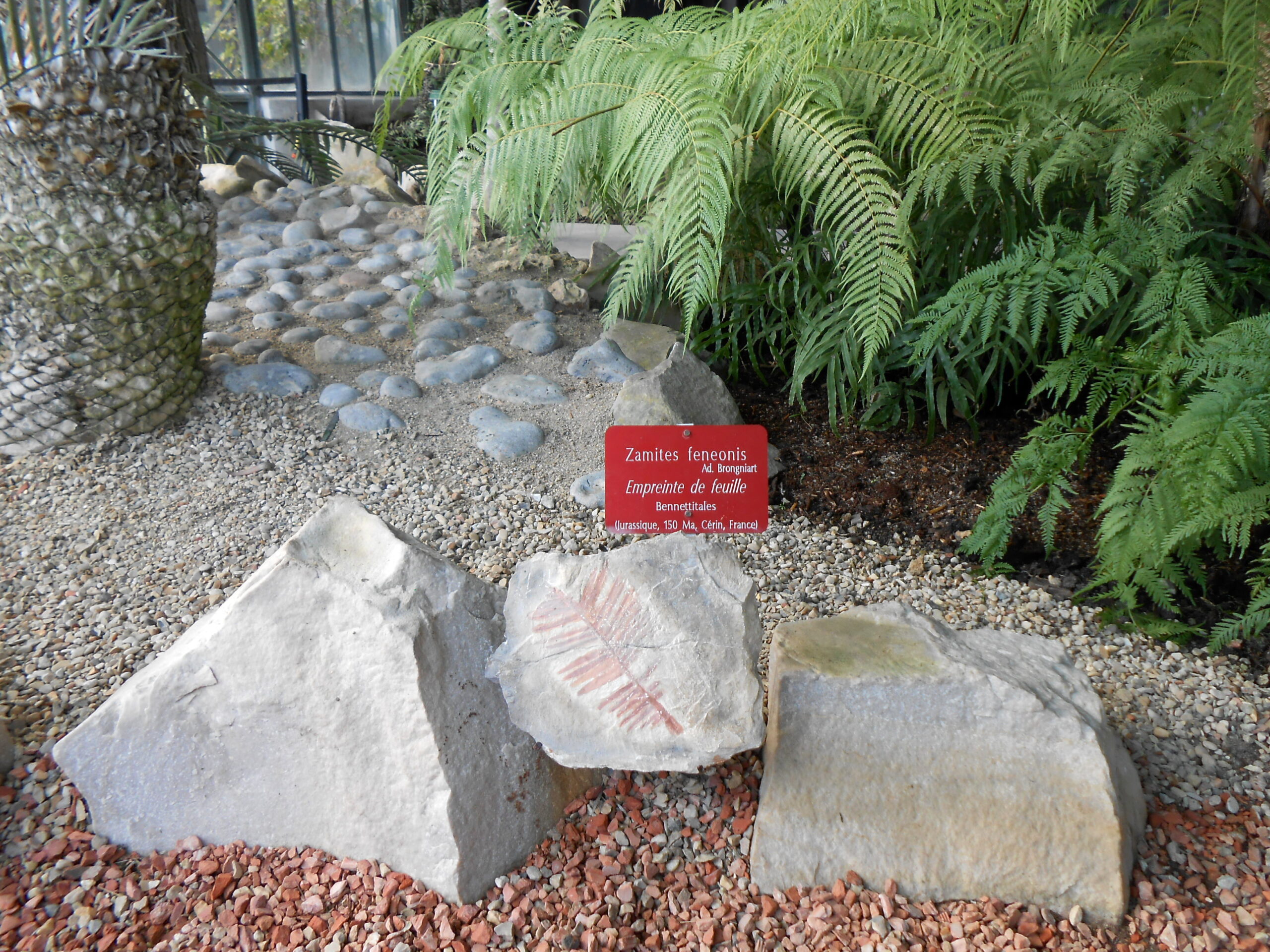 Climate Stability and Plant Evolution (image credits: wikimedia)