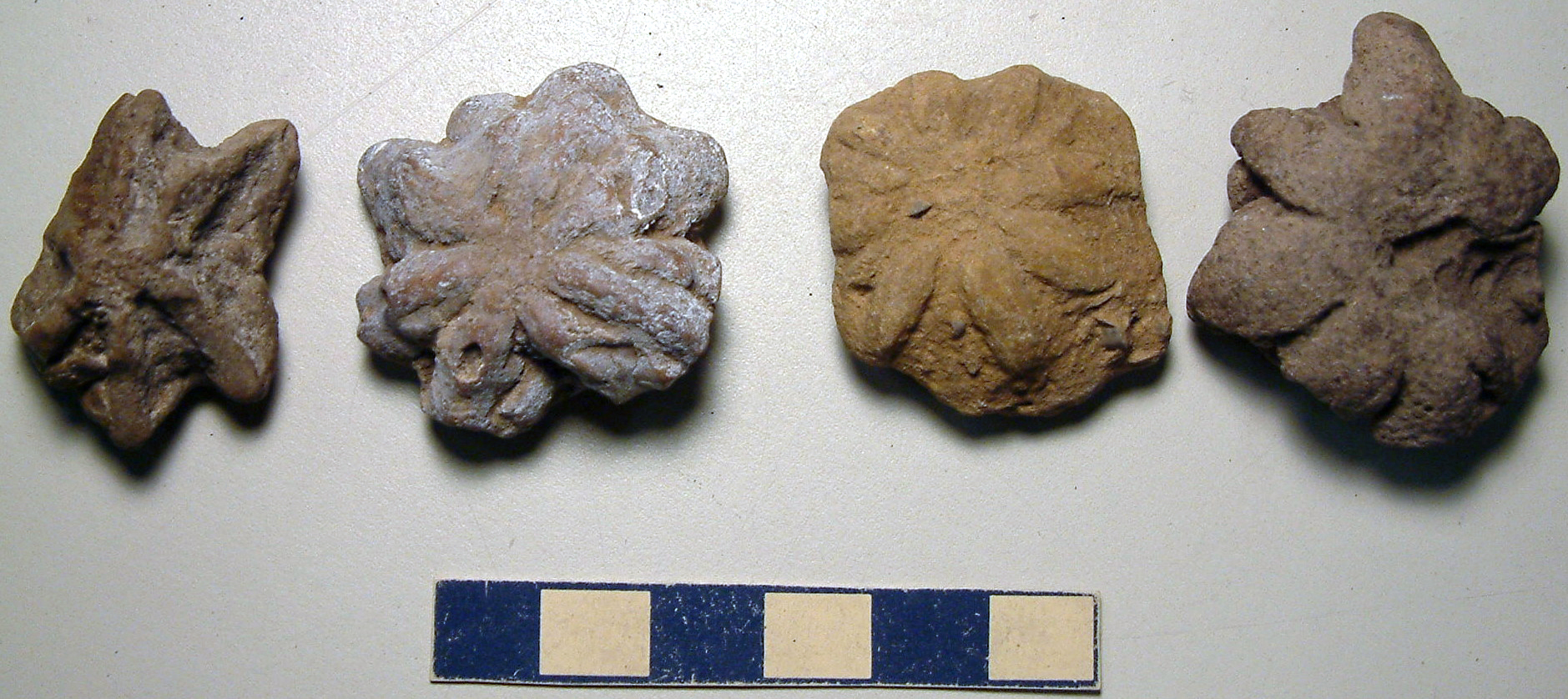 The Cambrian Explosion's Alien Architects (image credits: wikimedia)