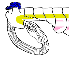 Opabinia: The Five-Eyed Vacuum Cleaner (image credits: wikimedia)