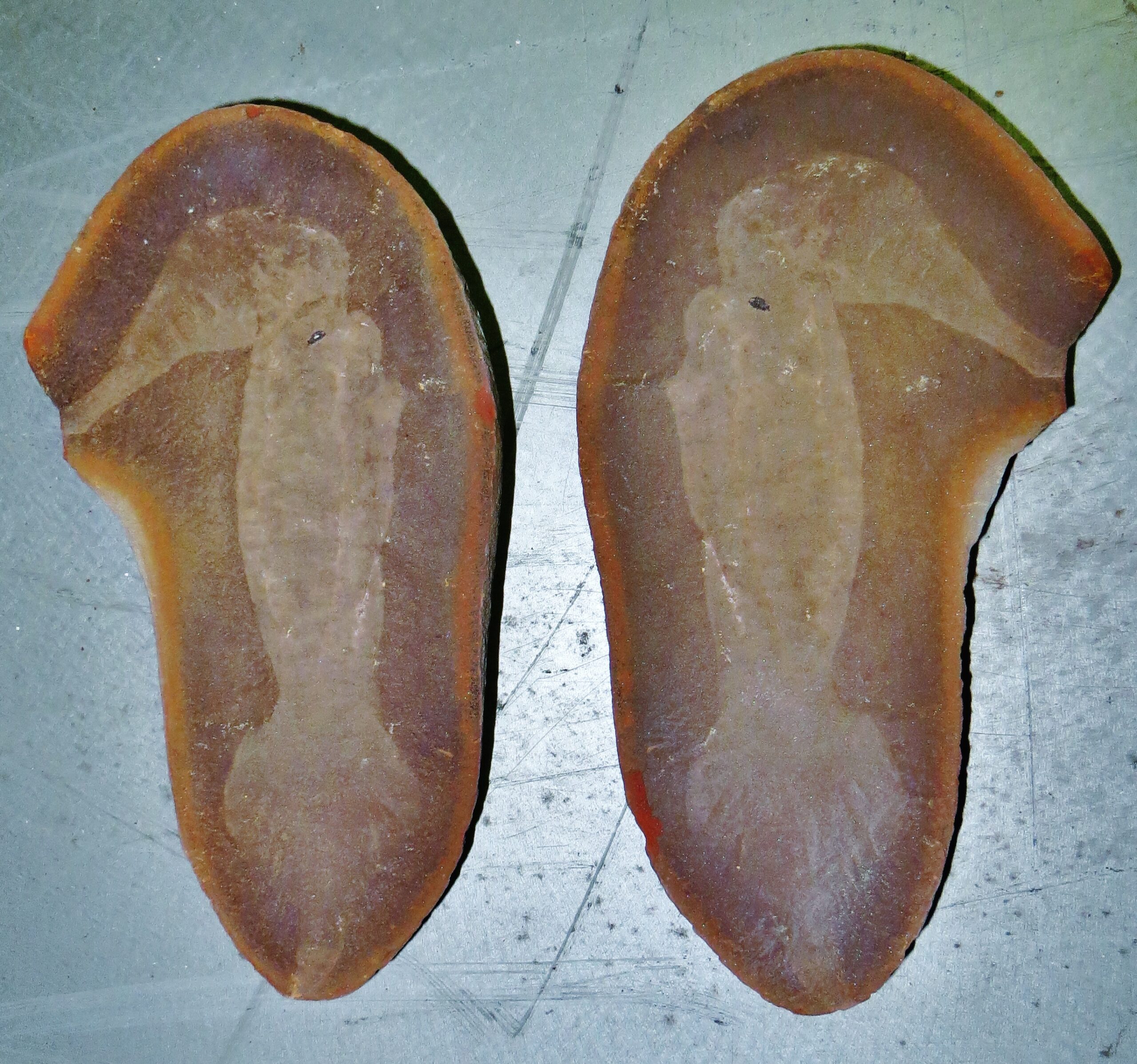 Tully Monster: The Impossible Vertebrate (image credits: wikimedia)