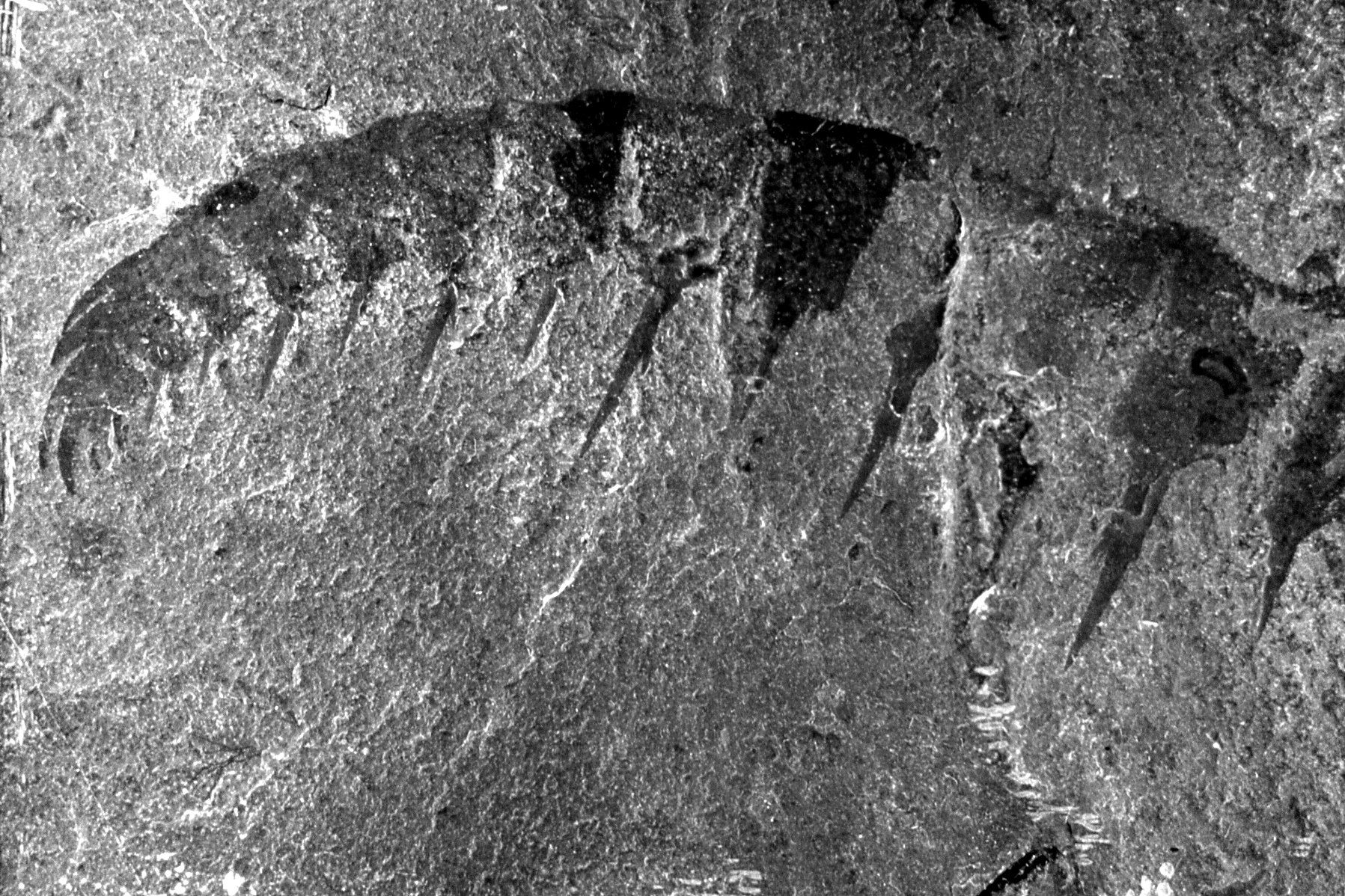 Kimberella: The Crawling Enigma (image credits: wikimedia)
