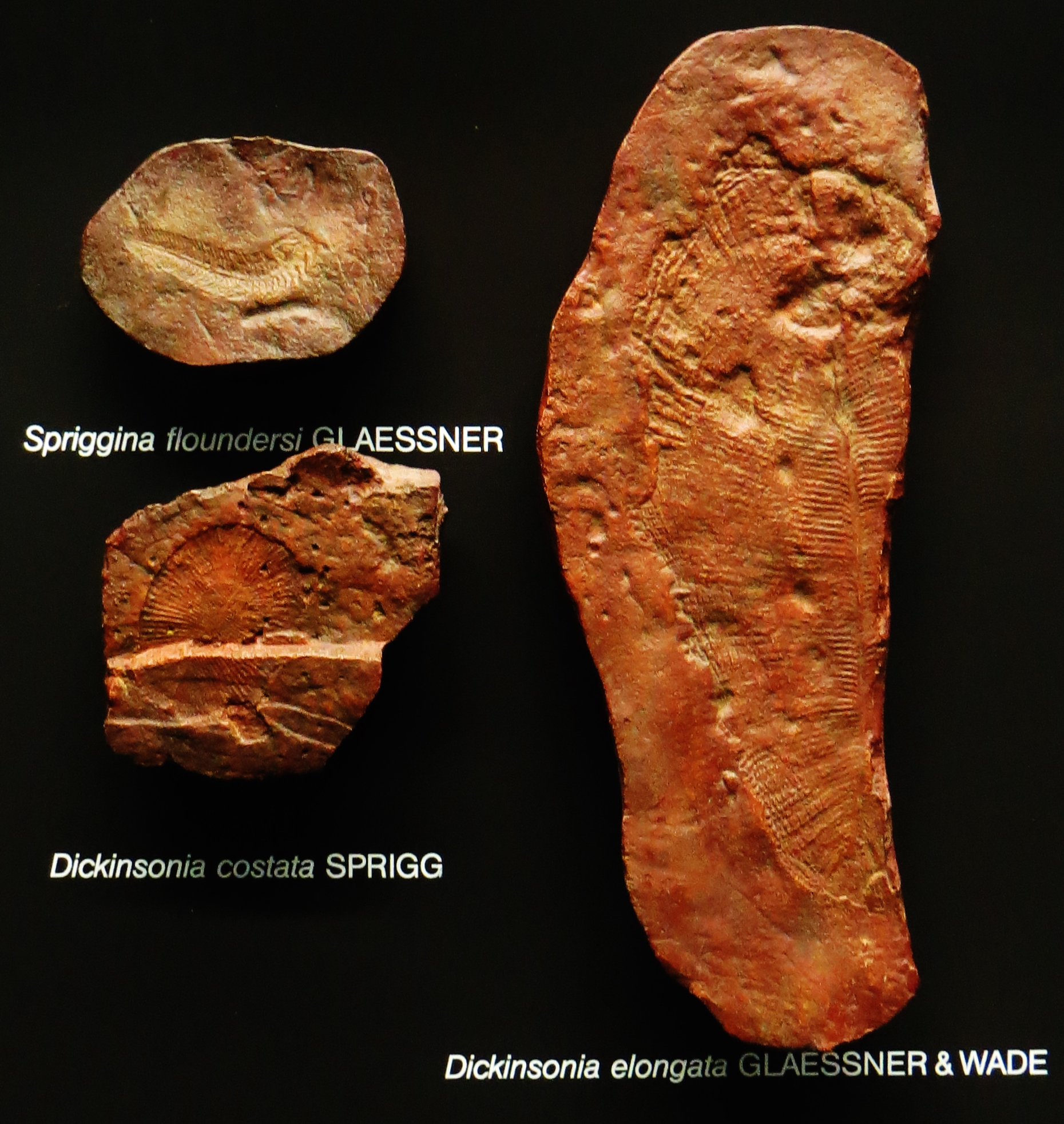 Spriggina: The Segmented Puzzle (image credits: wikimedia)