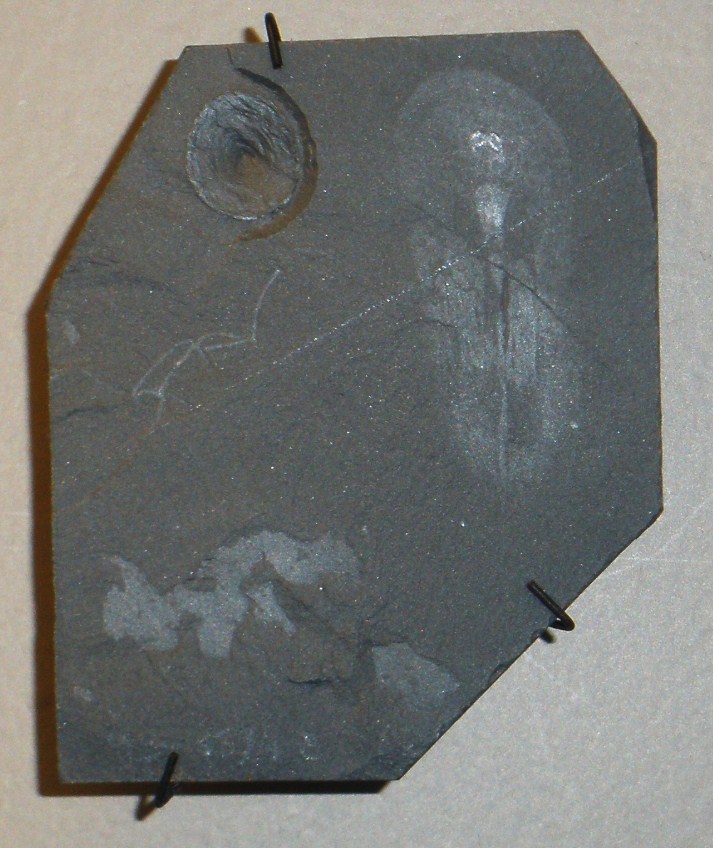 Odontogriphus: The Toothed Riddle (image credits: wikimedia)