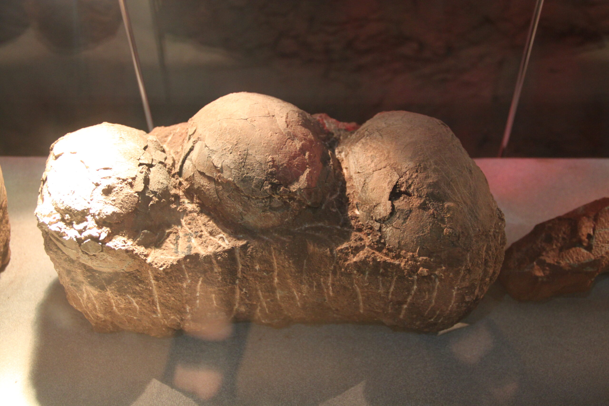 The Last Dinosaur Nests: Desperate Reproduction (image credits: wikimedia)
