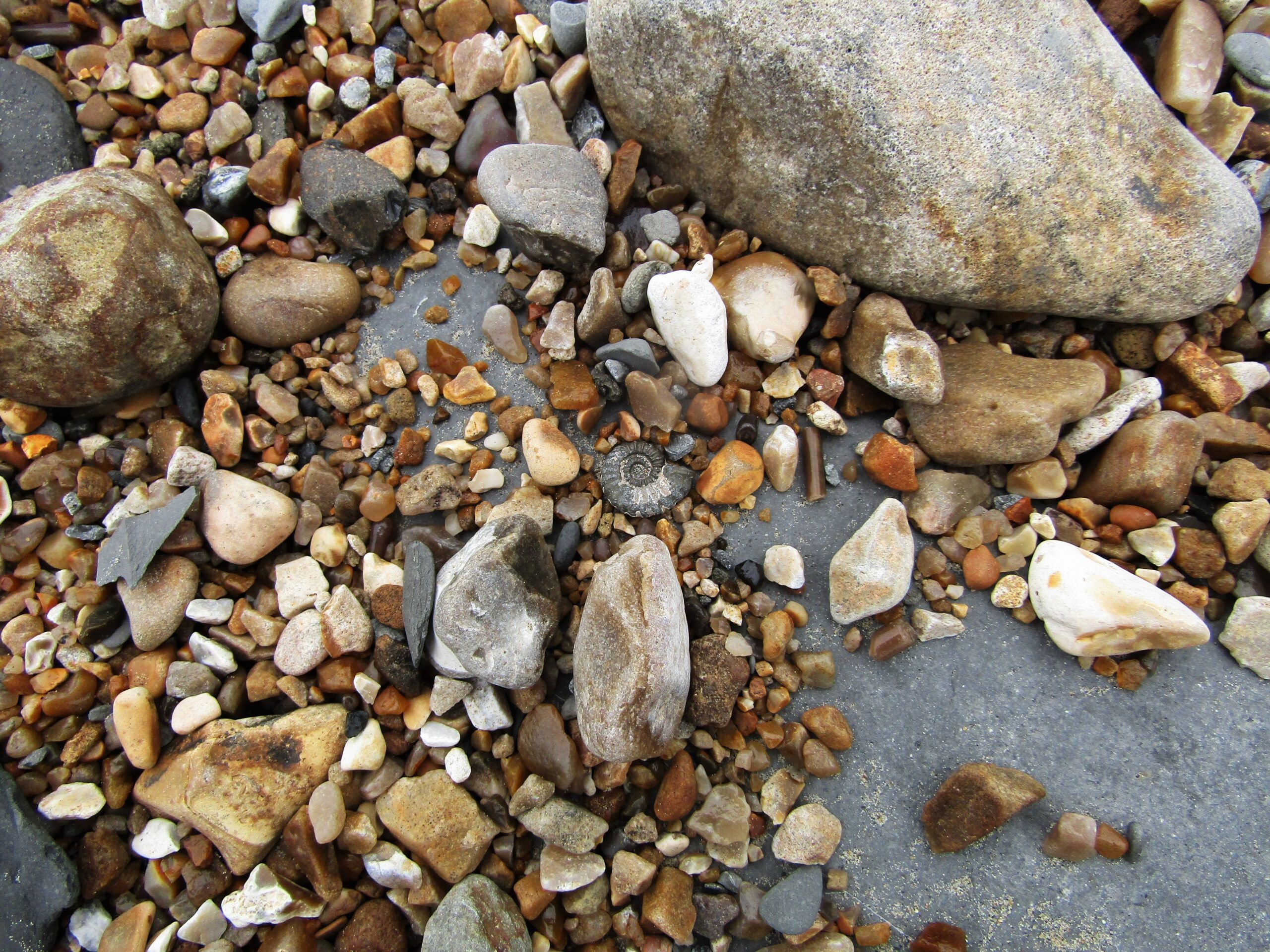 Ocean Acidification Recorded in Marine Fossils (image credits: wikimedia)