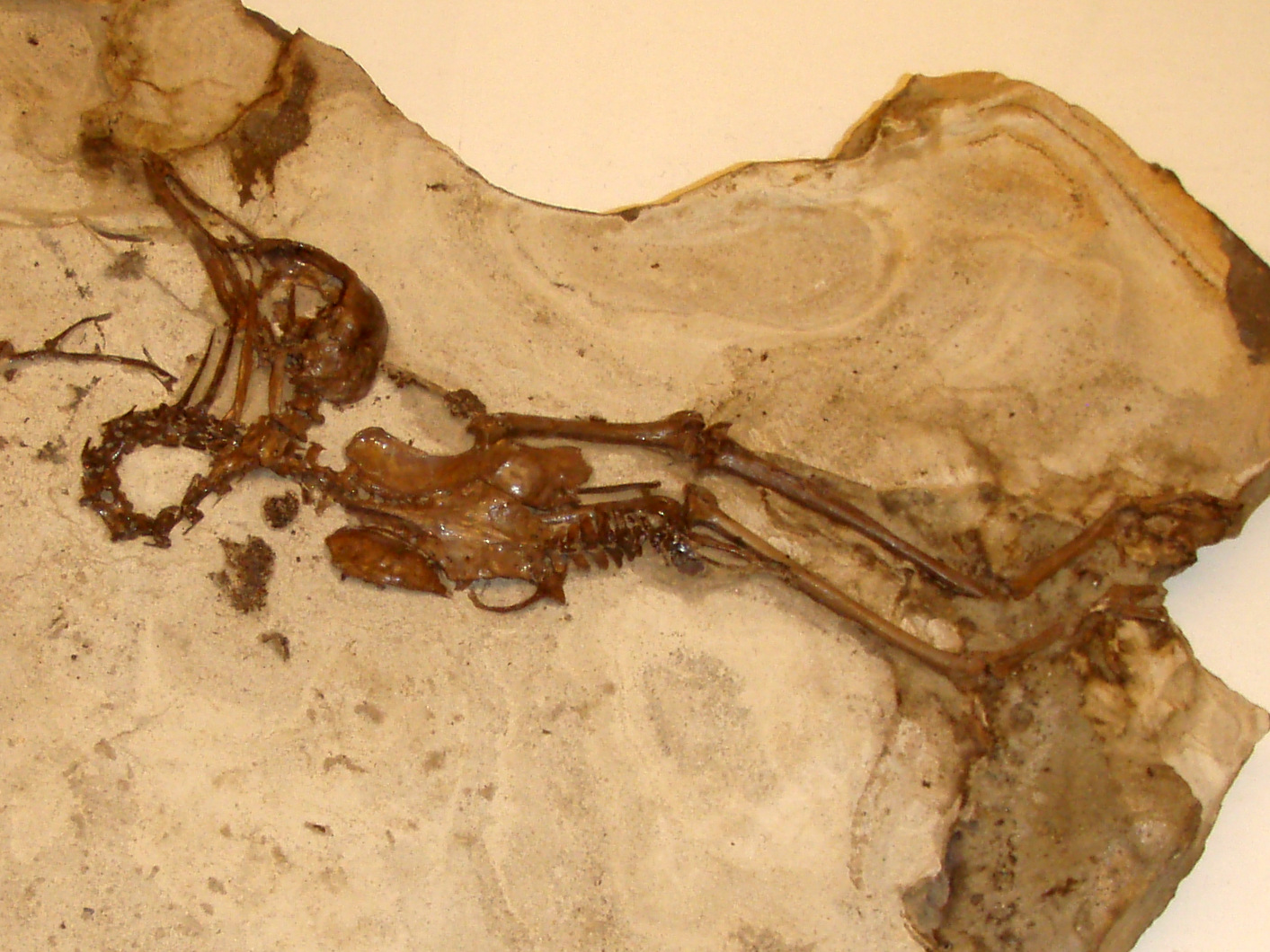 Surviving Species: The Lucky Few (image credits: wikimedia)