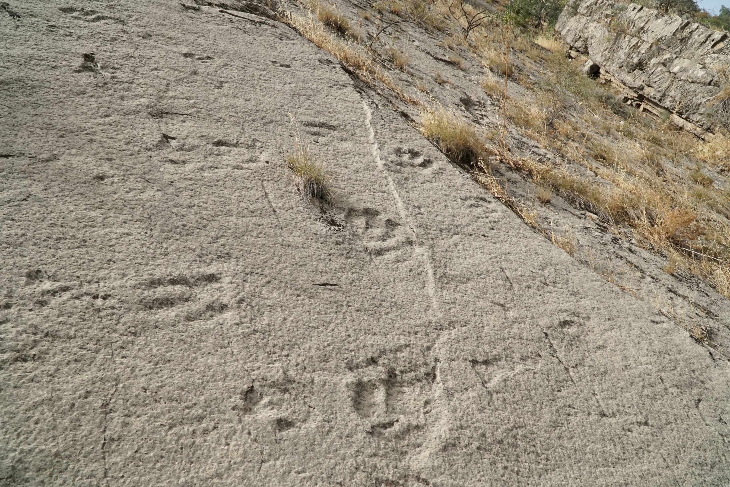 Final Footprints: The Last Tracks (image credits: wikimedia)