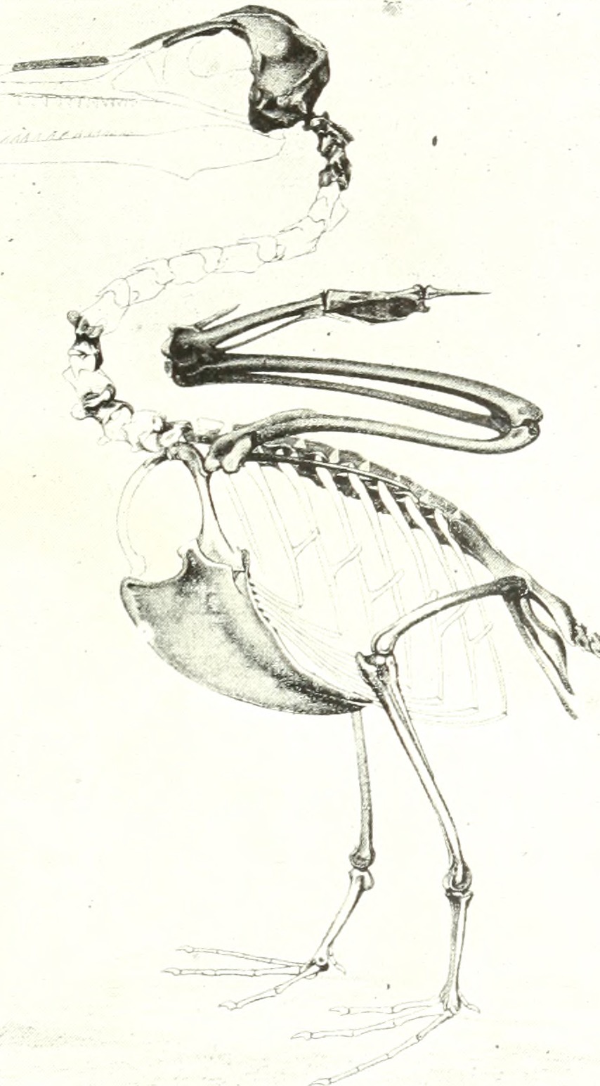 Breeding Programs for Extinct Giants (image credits: wikimedia)