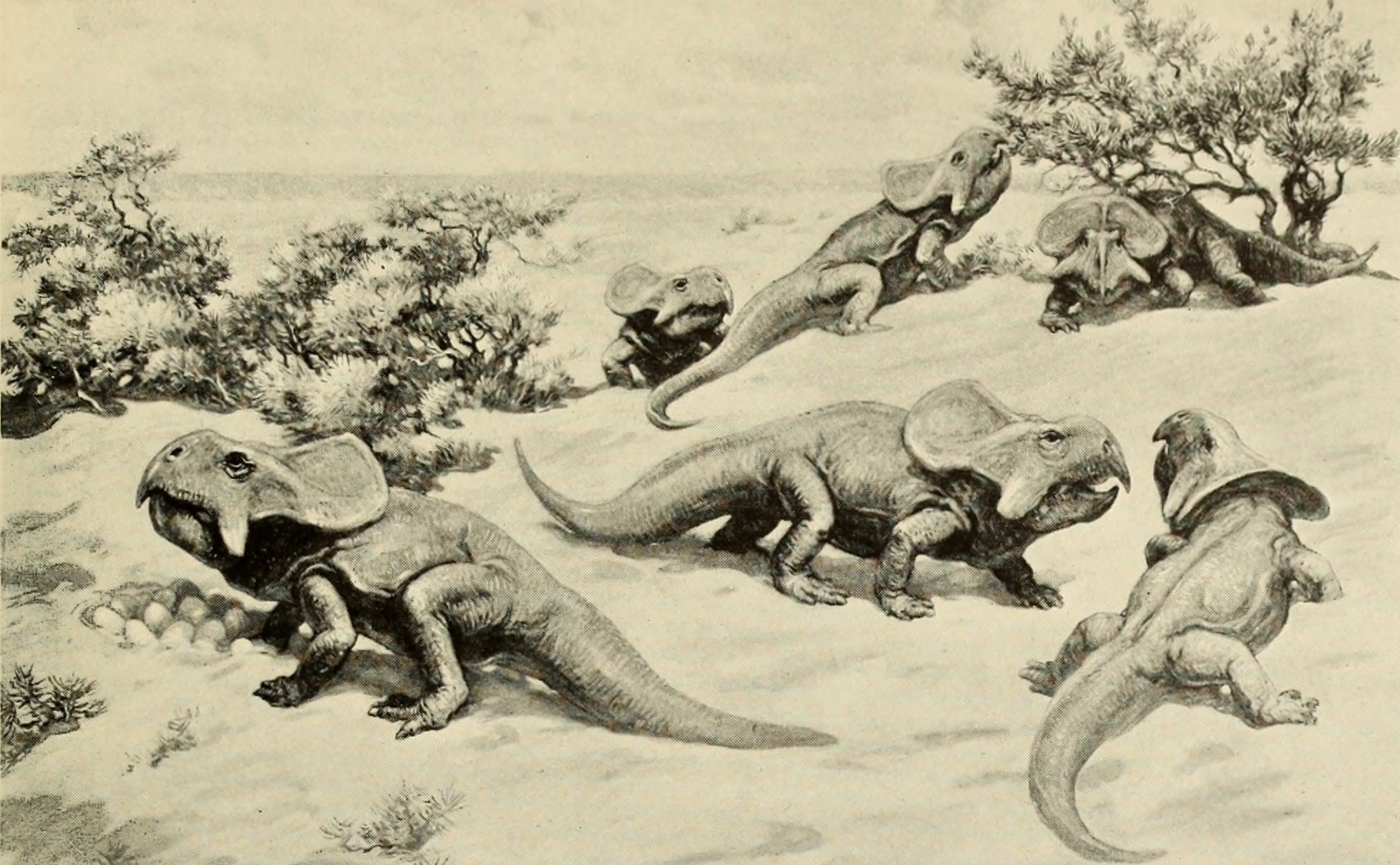 Climate Change and Evolutionary Pressure (image credits: wikimedia)