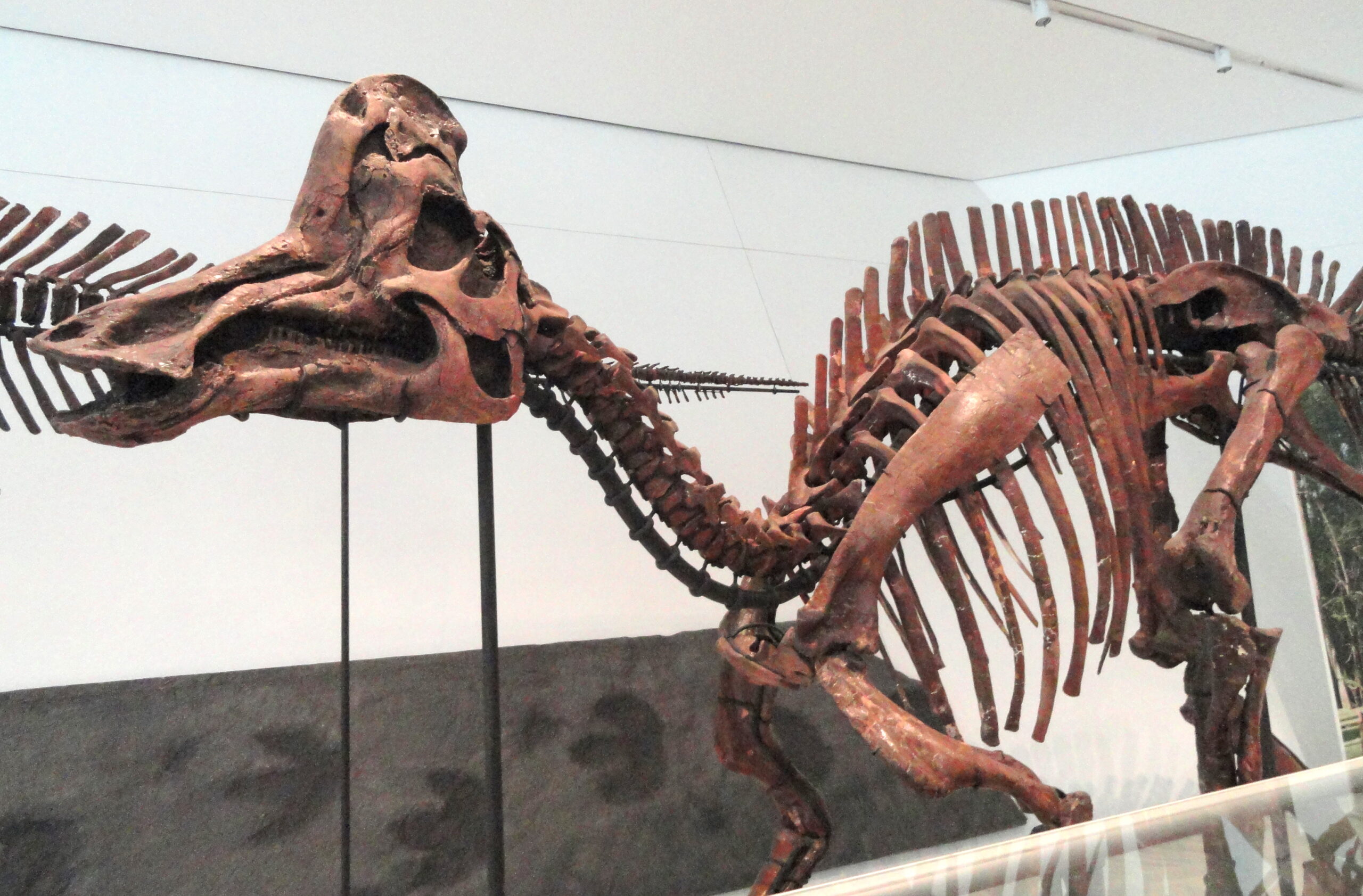 The Cretaceous World: A Golden Age Cut Short (image credits: wikimedia)
