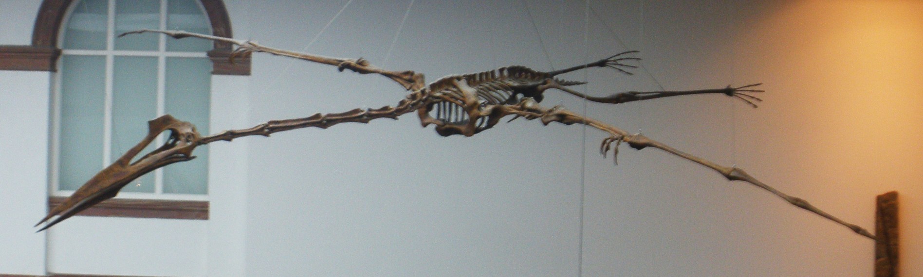 The Titan of the Mesozoic Skies (image credits: wikimedia)