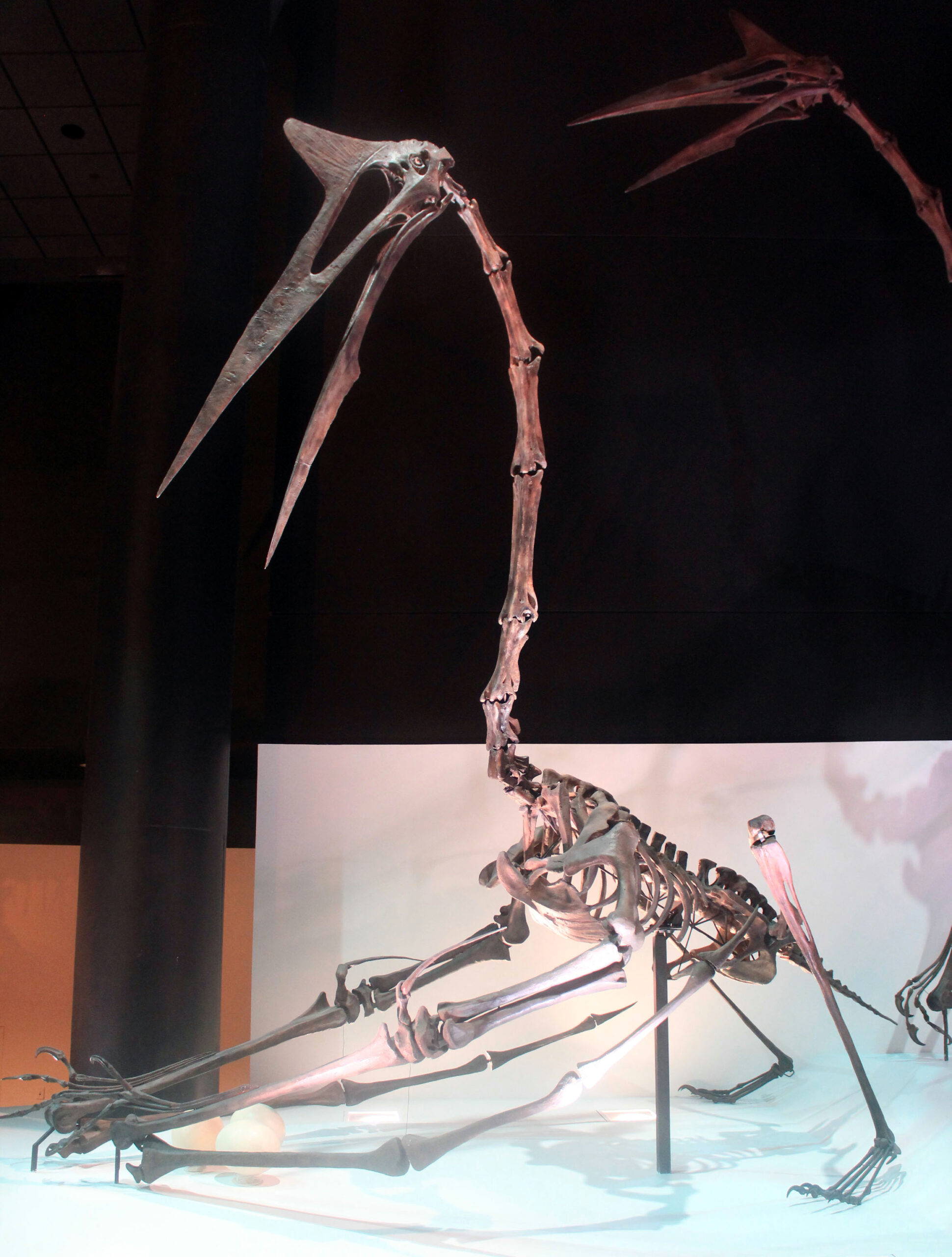 Fossil Evidence and Scientific Debates (image credits: wikimedia)