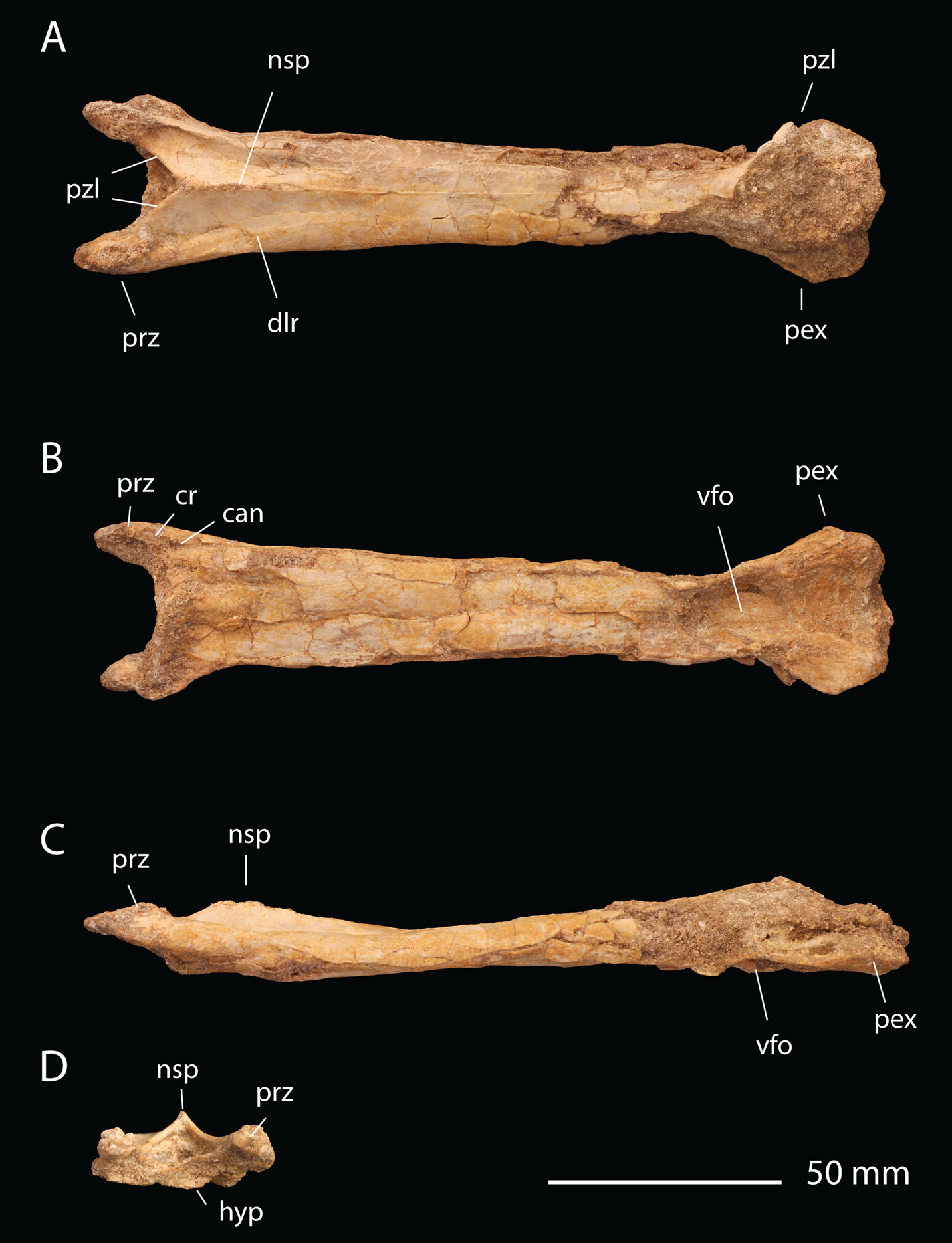 Extinction and Legacy (image credits: wikimedia)