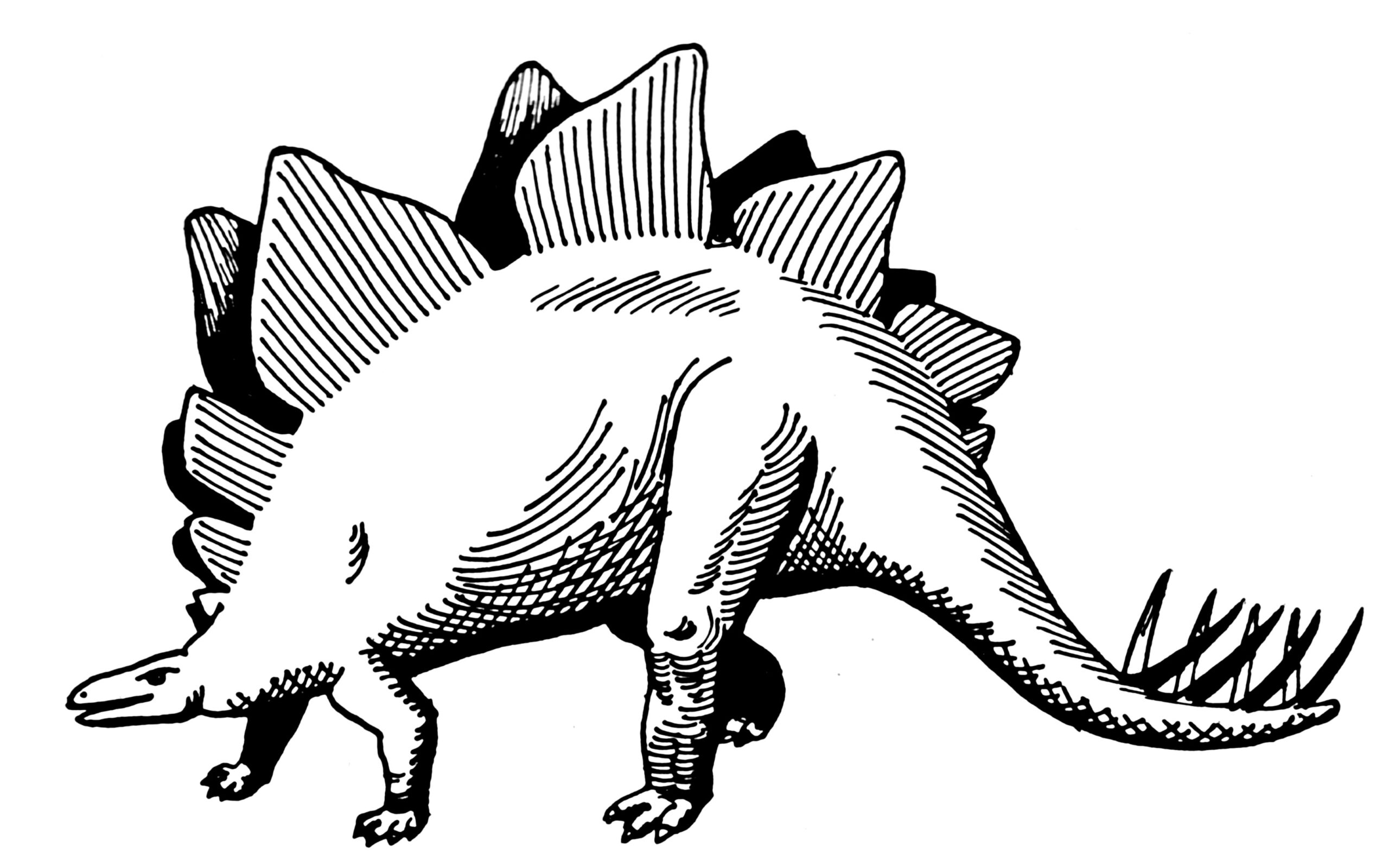 Stegosaurus Tail Spikes: Nature's Worst Weapons (image credits: wikimedia)