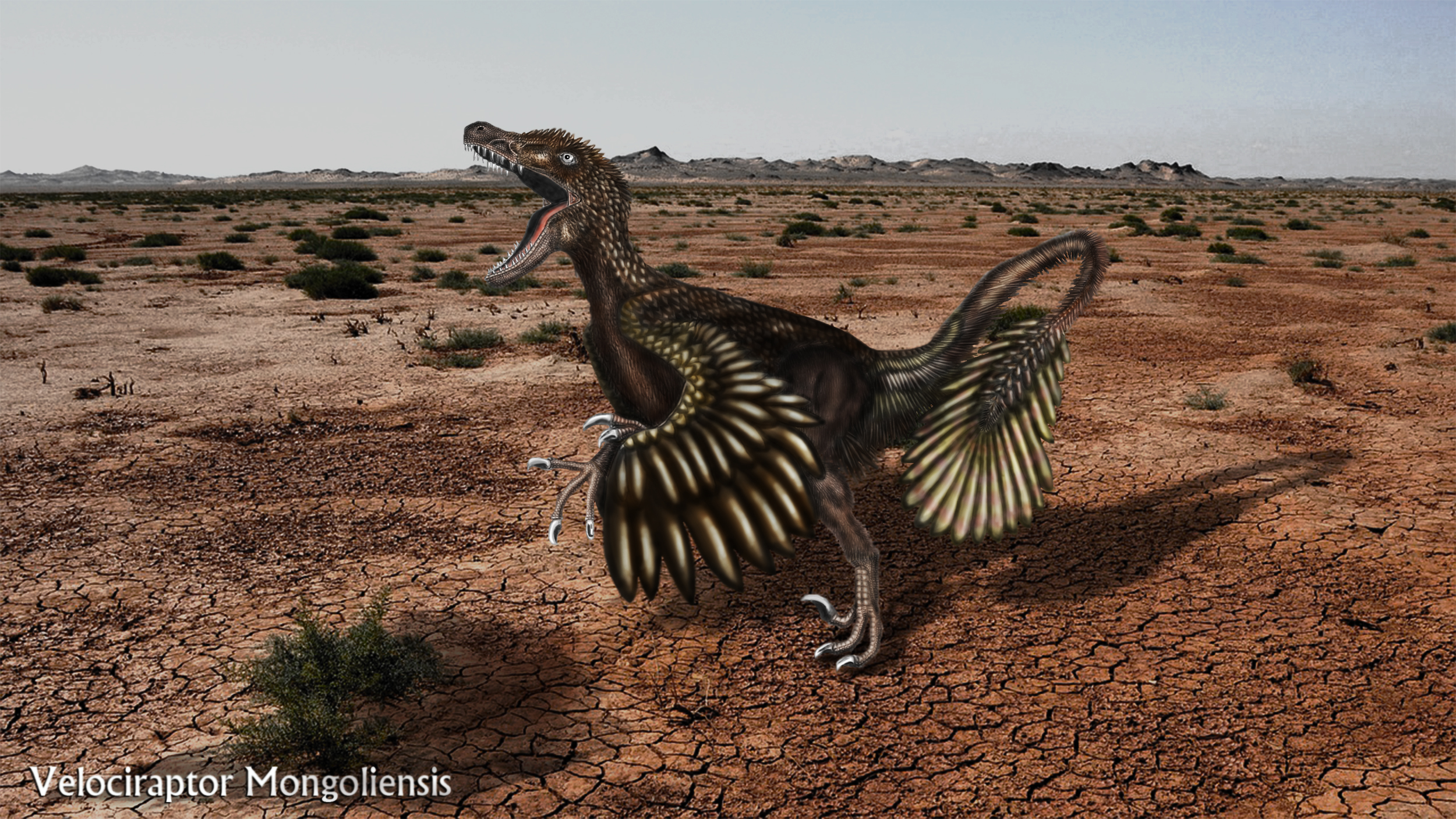 Velociraptors: The Ultimate Size Fraud (image credits: wikimedia)