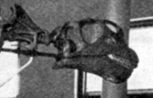 The Brontosaurus That Never Existed (image credits: wikimedia)