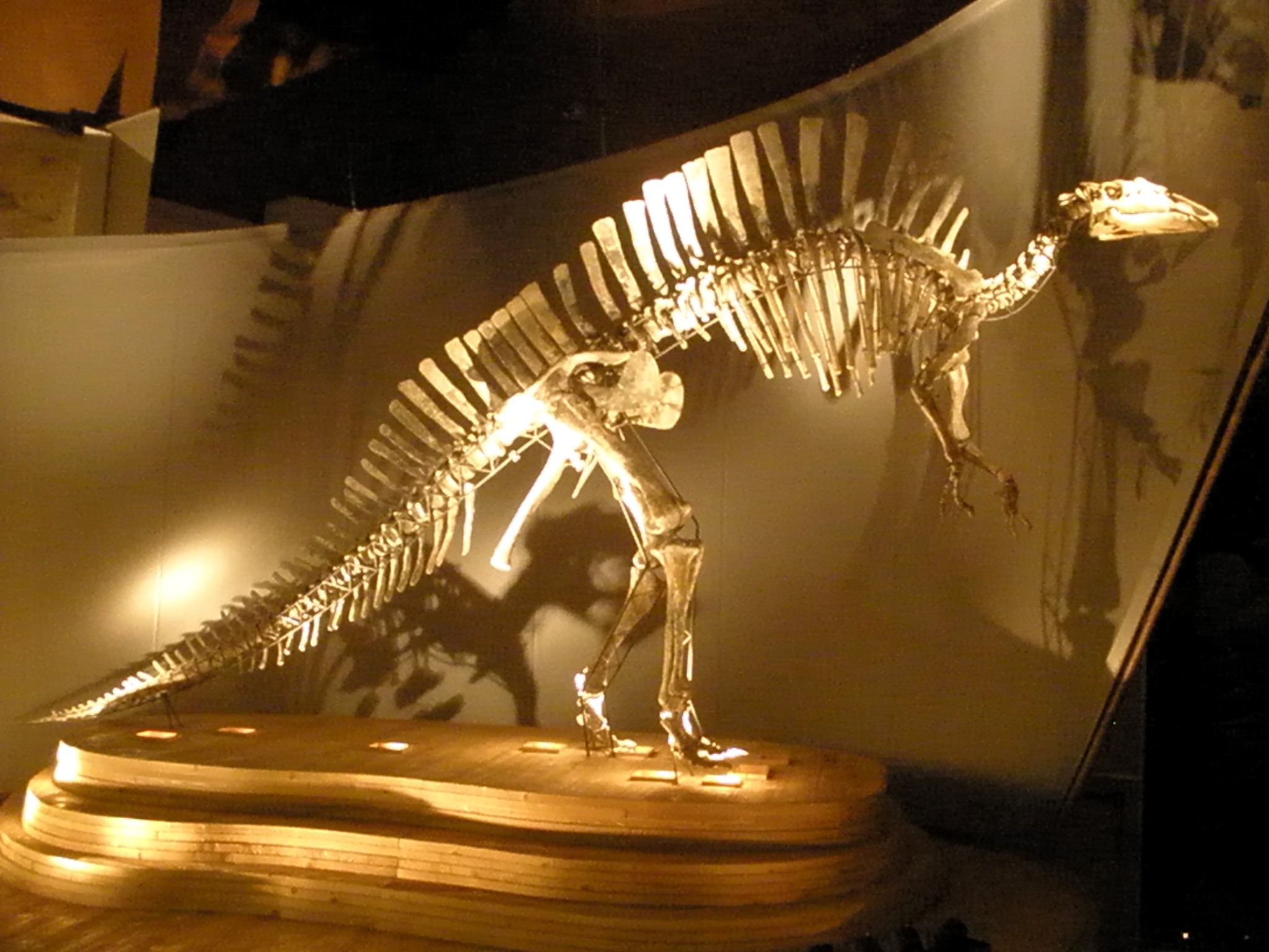 Fossil Preservation and Study (image credits: wikimedia)