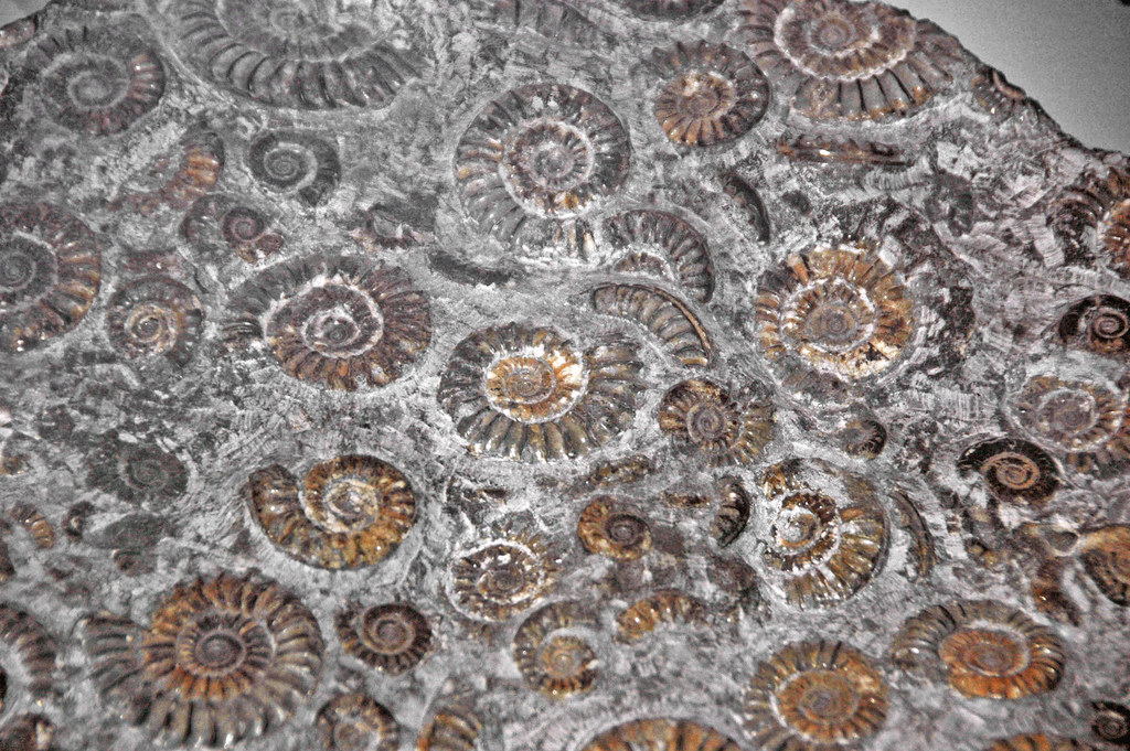 The Great Dying in the Oceans (image credits: flickr)