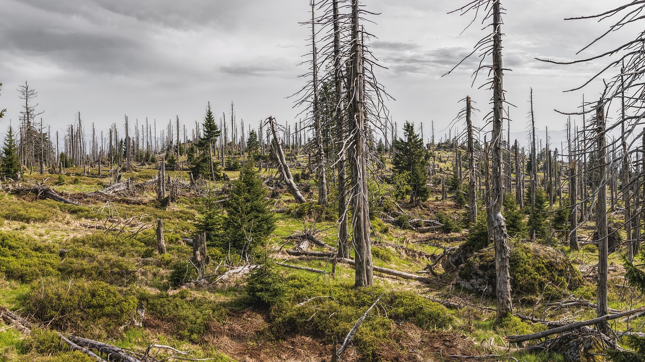 Environmental Recovery and New Beginnings (image credits: pixabay)