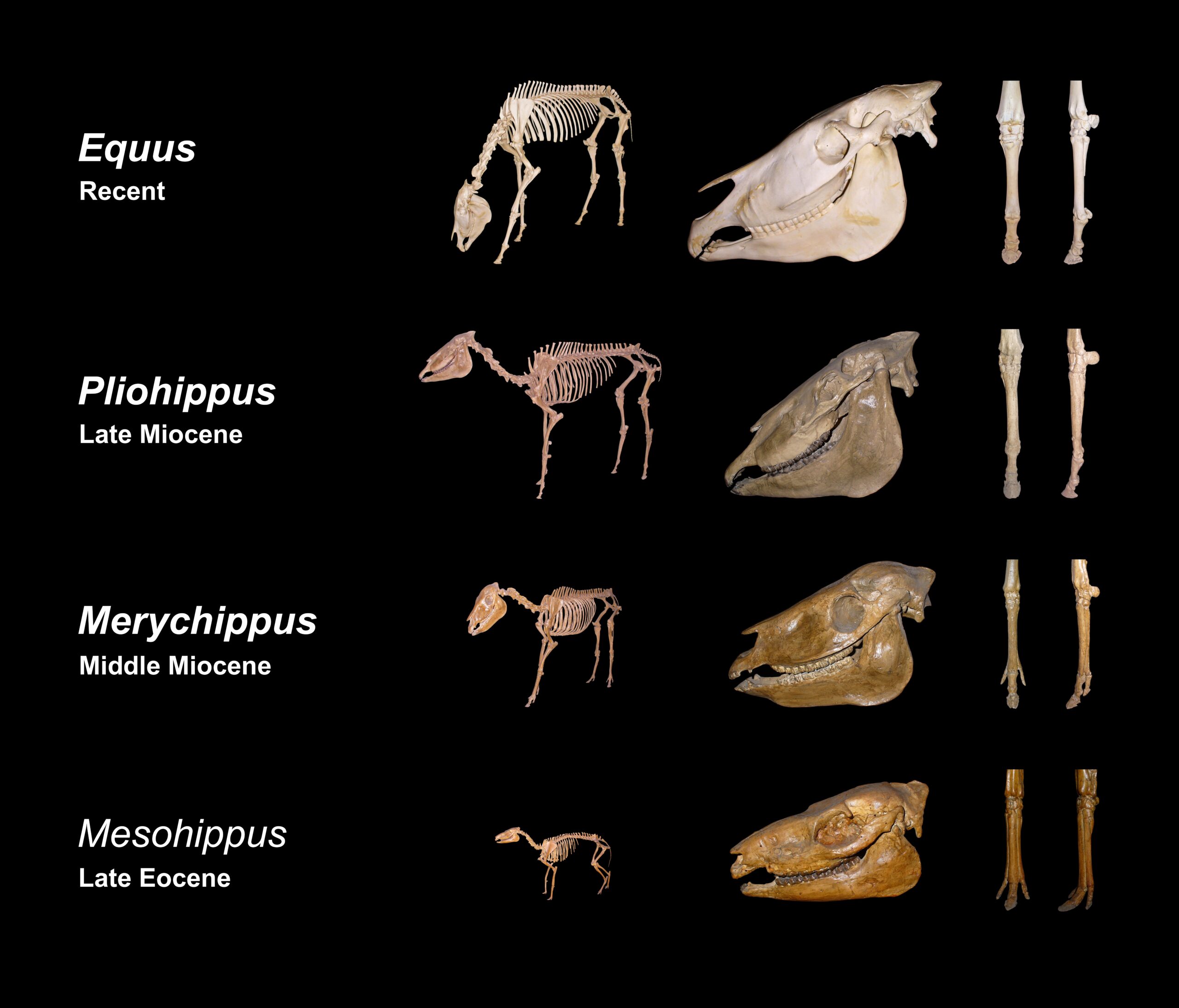 Size Matters: Why Bigger Bones Last Longer (image credits: wikimedia)
