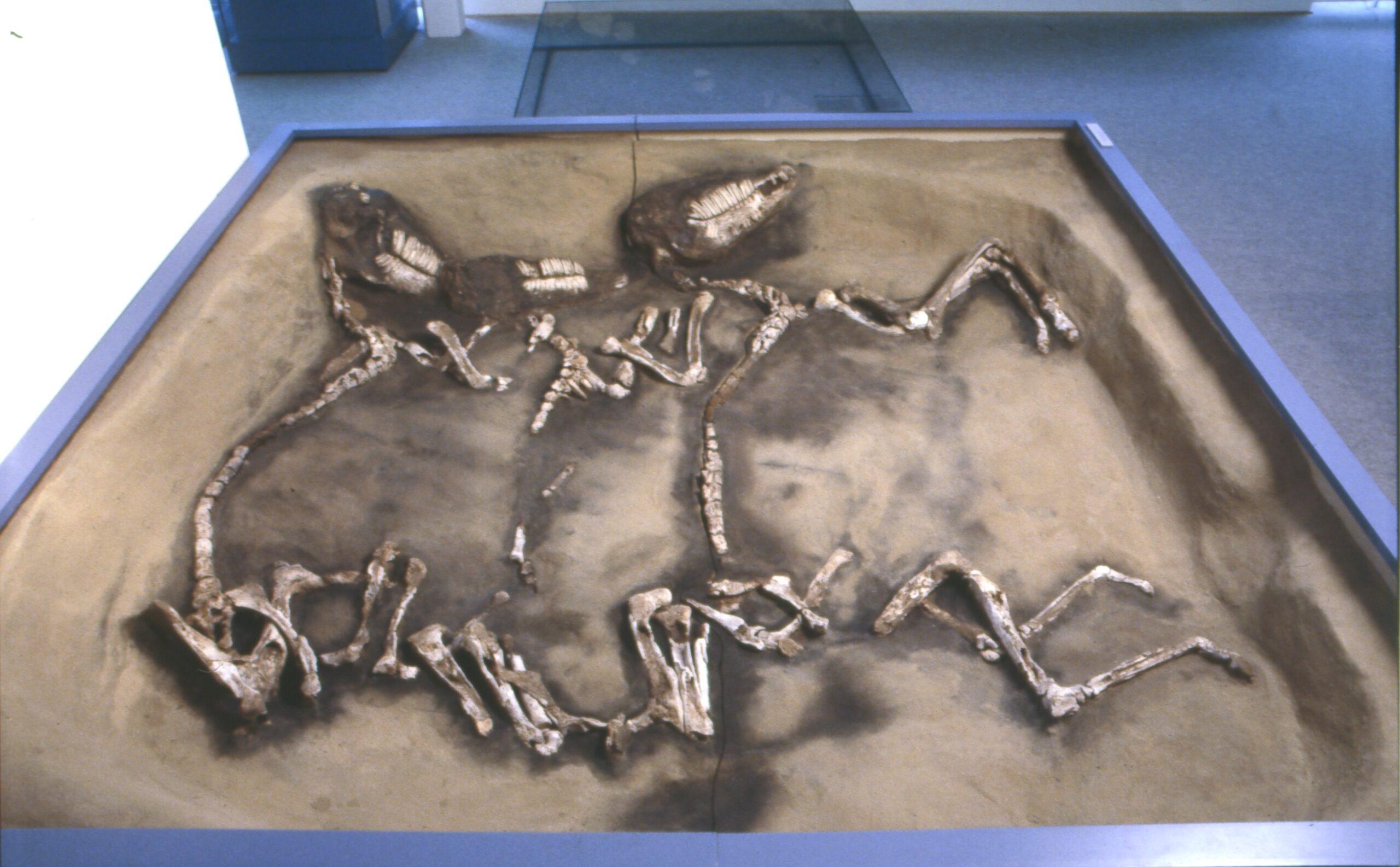 The Burial Advantage: How Depth Affects Preservation (image credits: wikimedia)