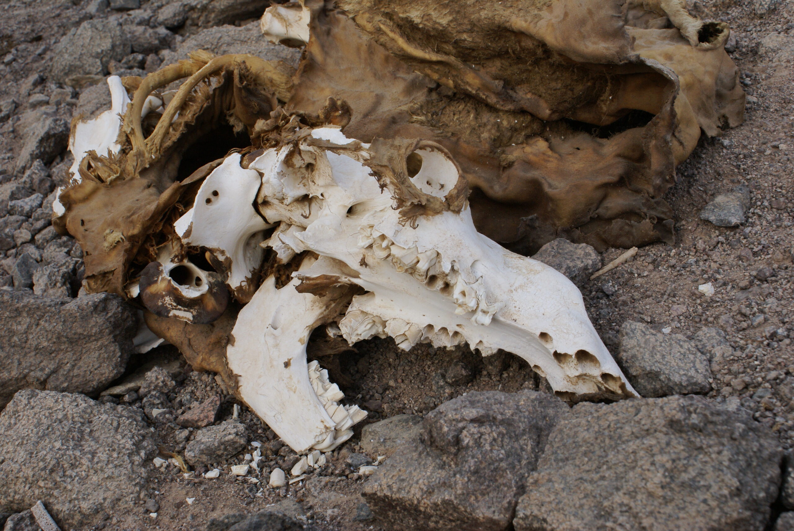 Scavenger Impact: How Animals Erase Bone Evidence (image credits: wikimedia)