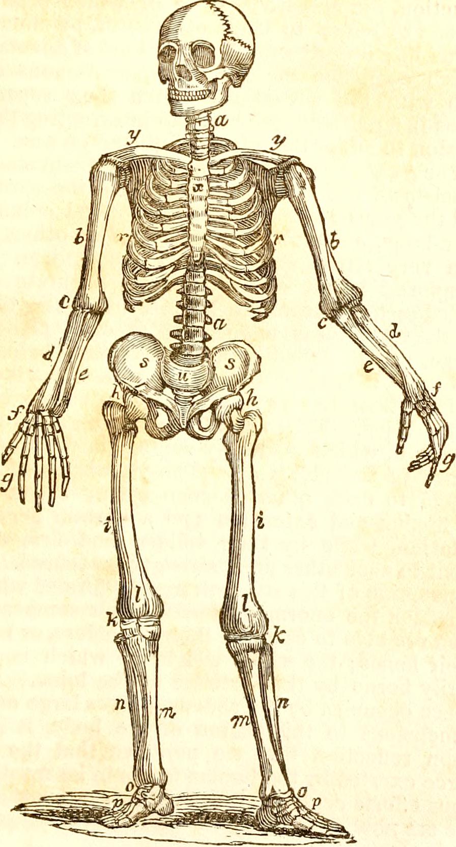 Modern Bone Preservation: What We Can Learn (image credits: wikimedia)