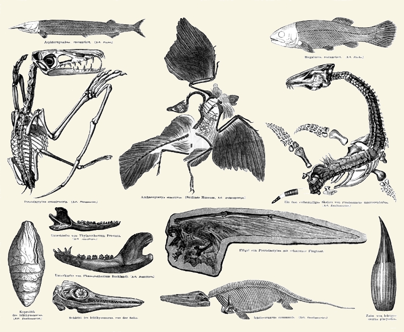 Prehistoric Ocean Food Chains (image credits: wikimedia)