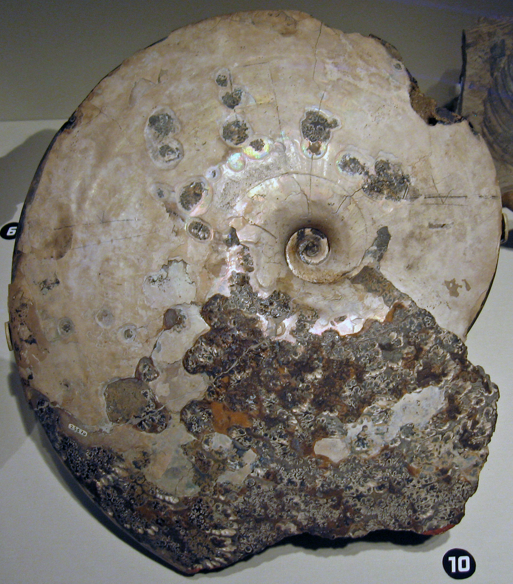 The Great Dying (image credits: wikimedia)