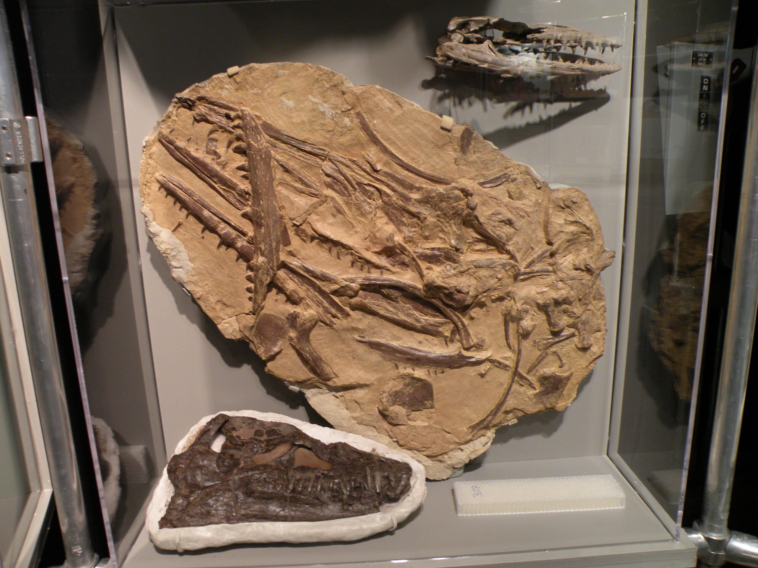 Fossil Discovery Hotspots (image credits: wikimedia)