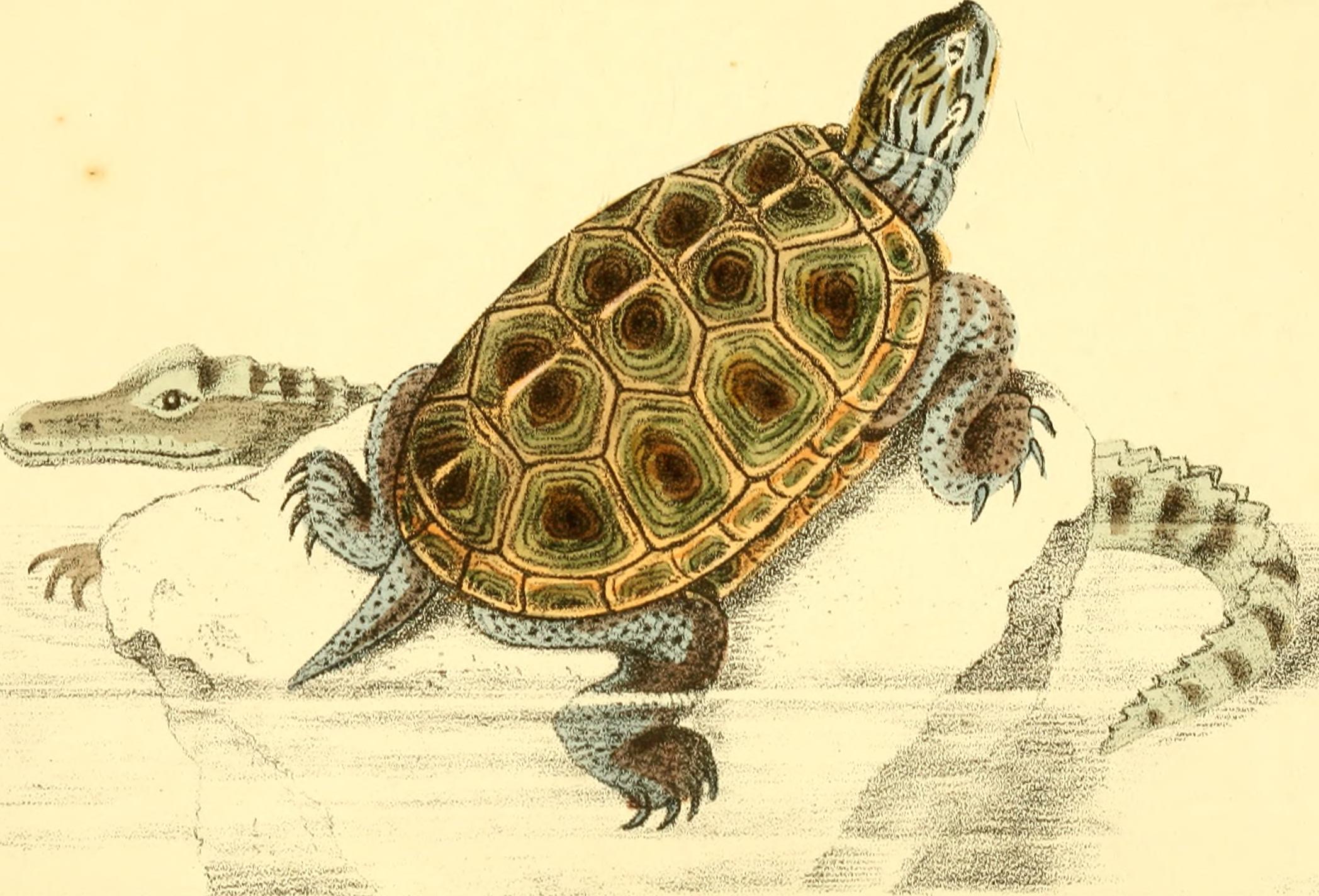 Breathing Adaptations (image credits: wikimedia)