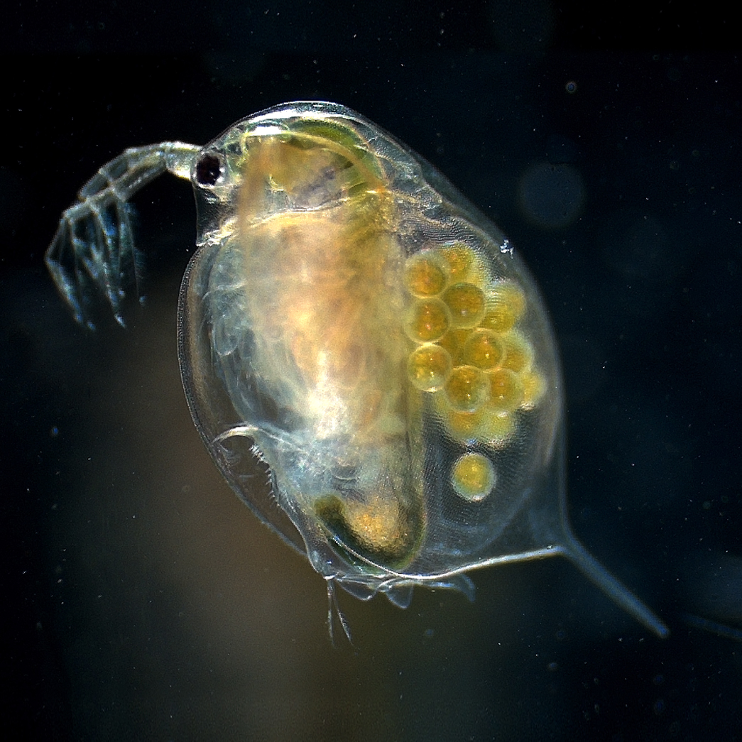 The Discovery That Changed Everything (image credits: wikimedia)