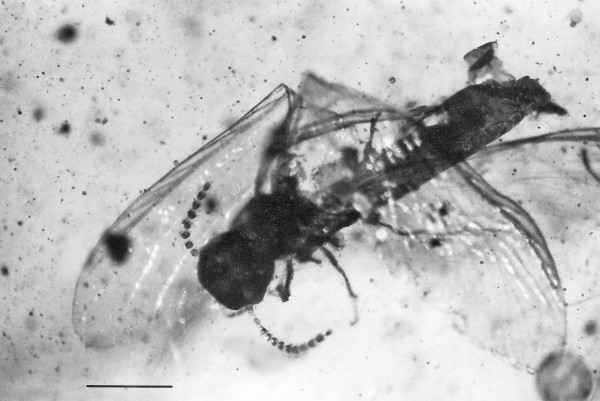 Biological Syringes of the Mesozoic (image credits: wikimedia)