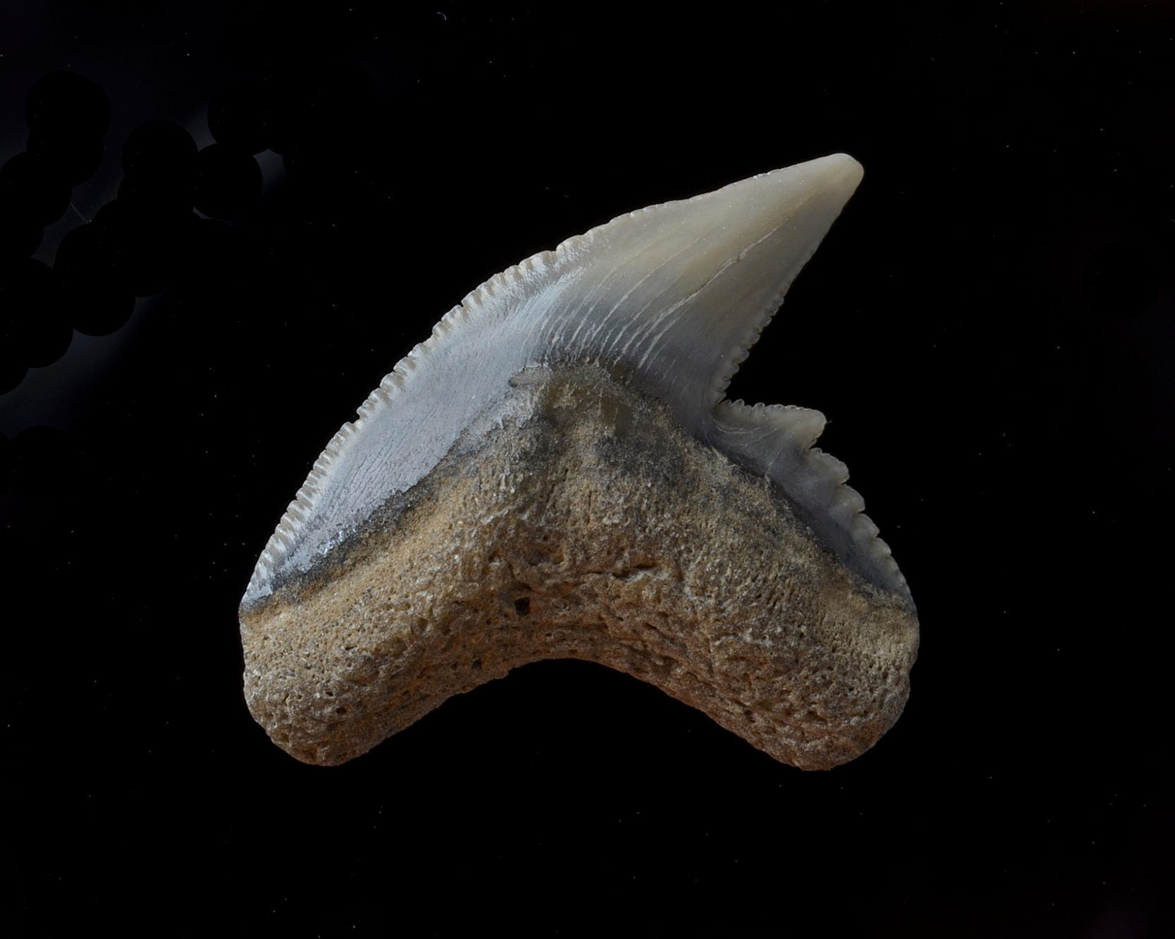 The Shark Tooth Time Machine (image credits: wikimedia)