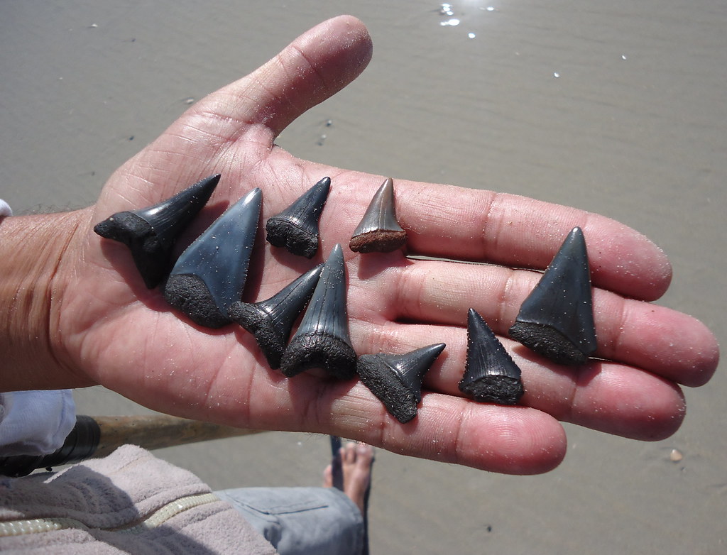 Reading the Ocean's Chemistry Through Teeth (image credits: flickr)