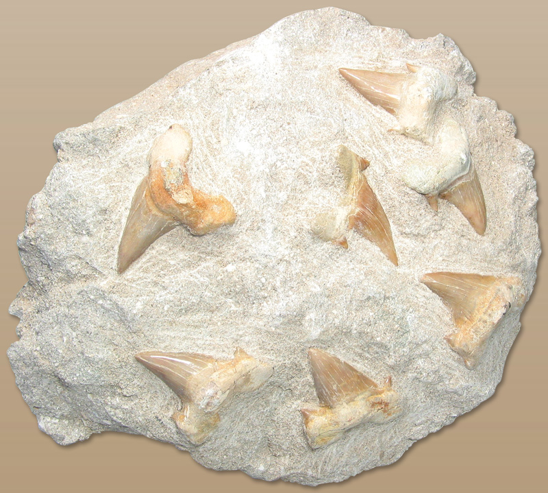 Extinction Events Written in Fossil Teeth (image credits: wikimedia)