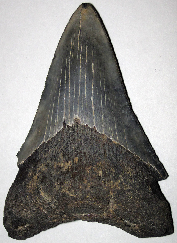 The Fossilization Process That Preserves History (image credits: flickr)