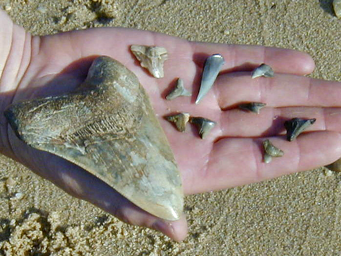 Prehistoric Food Webs and Shark Diets (image credits: flickr)