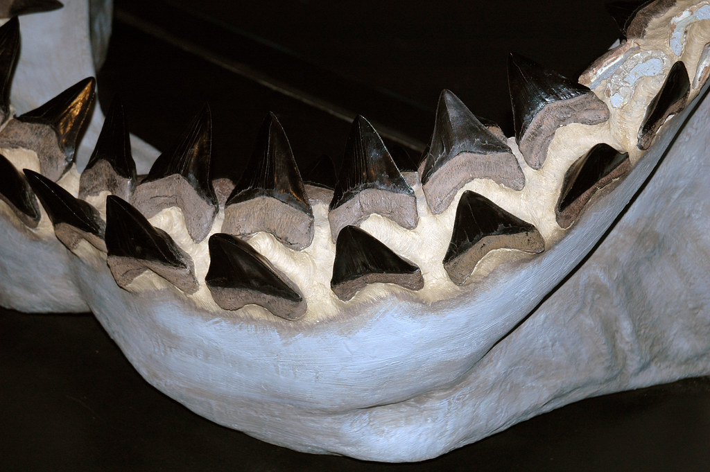 Geographic Clues Hidden in Ancient Teeth (image credits: flickr)