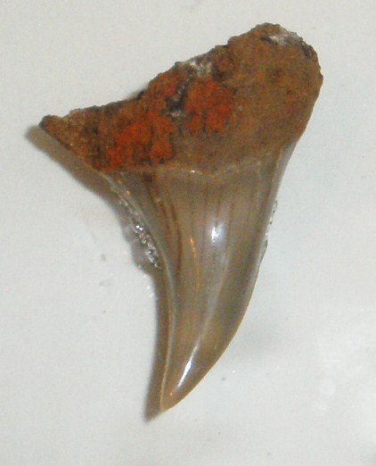 Modern Techniques Revolutionizing Fossil Analysis (image credits: wikimedia)