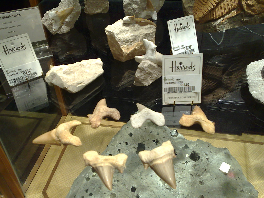 Climate Change Chronicles in Fossil Teeth (image credits: flickr)