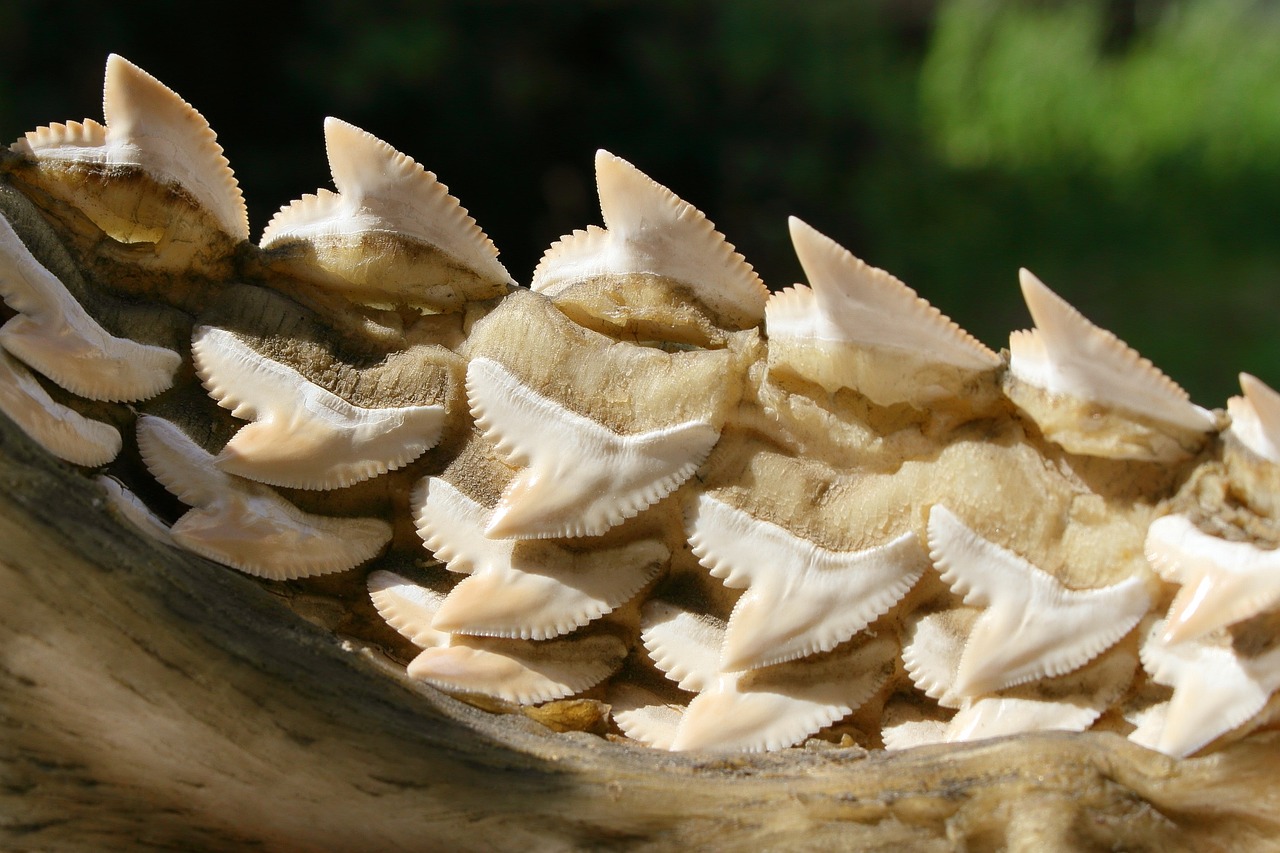 Shark Teeth as Ecological Indicators (image credits: pixabay)