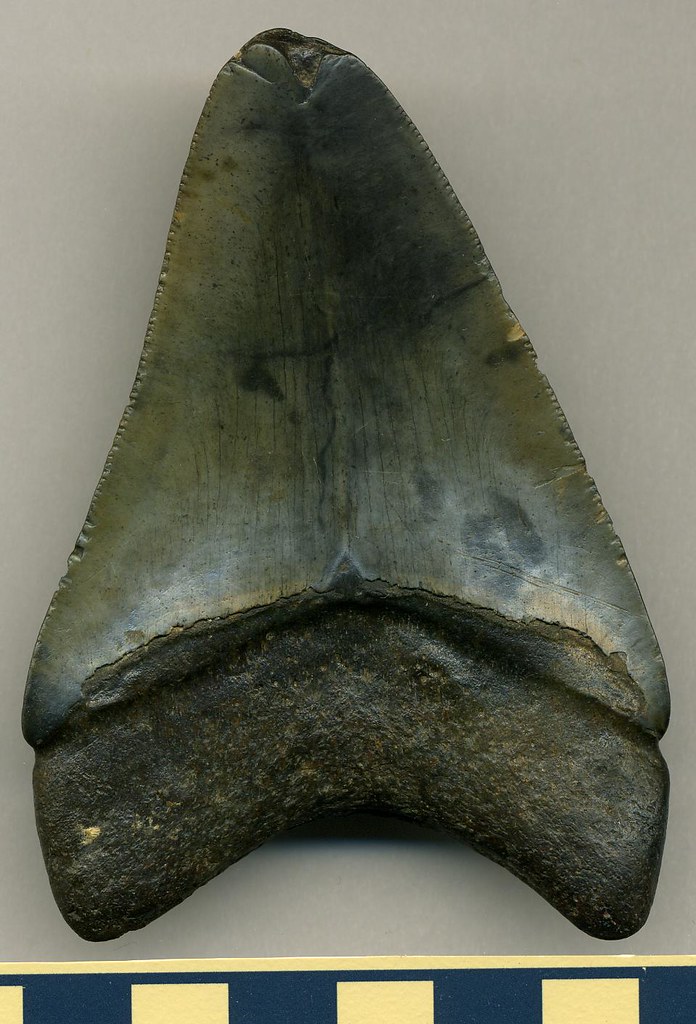 The Future of Shark Tooth Research (image credits: flickr)