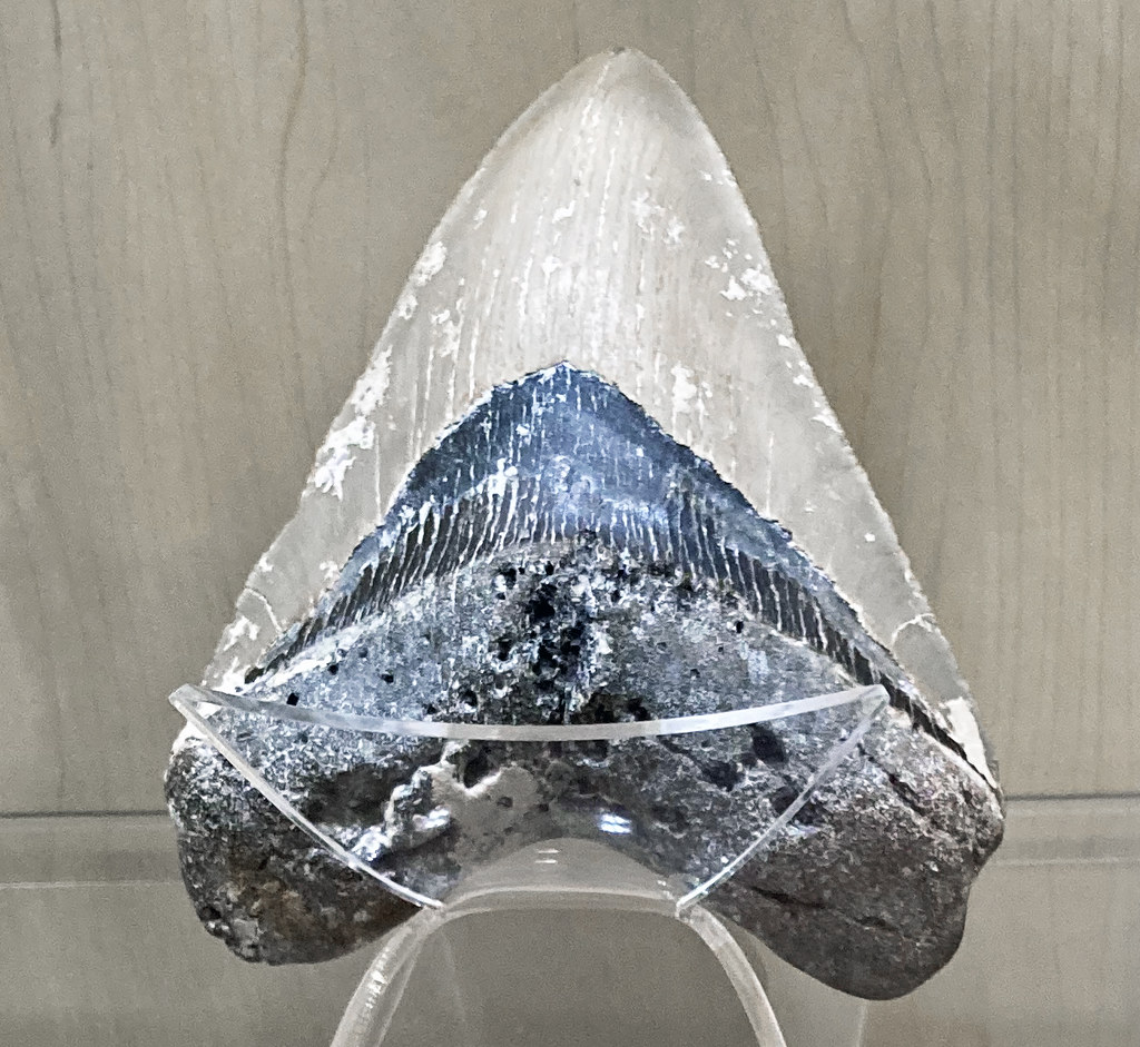 Fossilized Fins: What Ancient Shark Teeth Reveal About Prehistoric Oceans