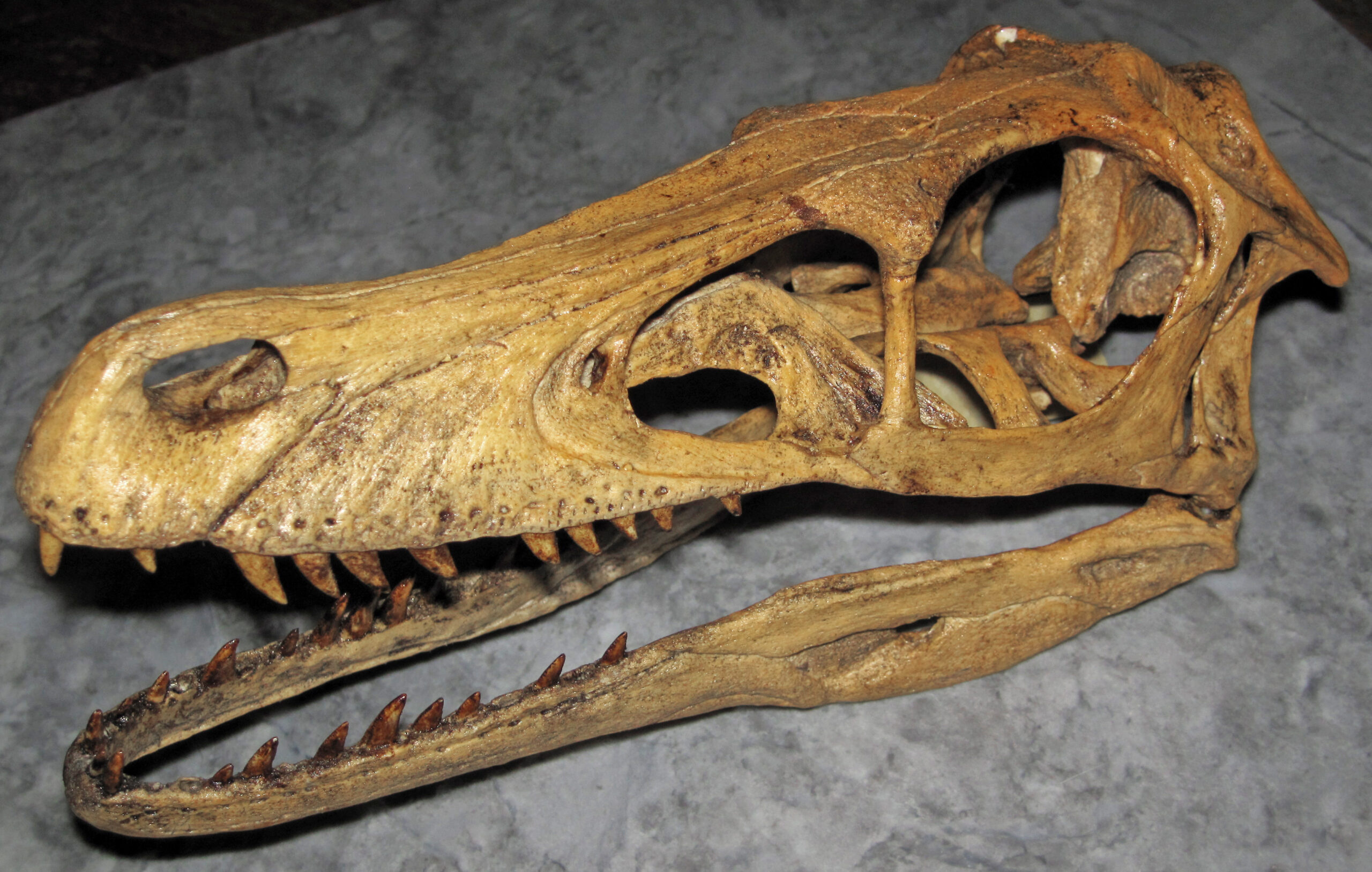 Desert Dinosaurs (image credits: wikimedia)